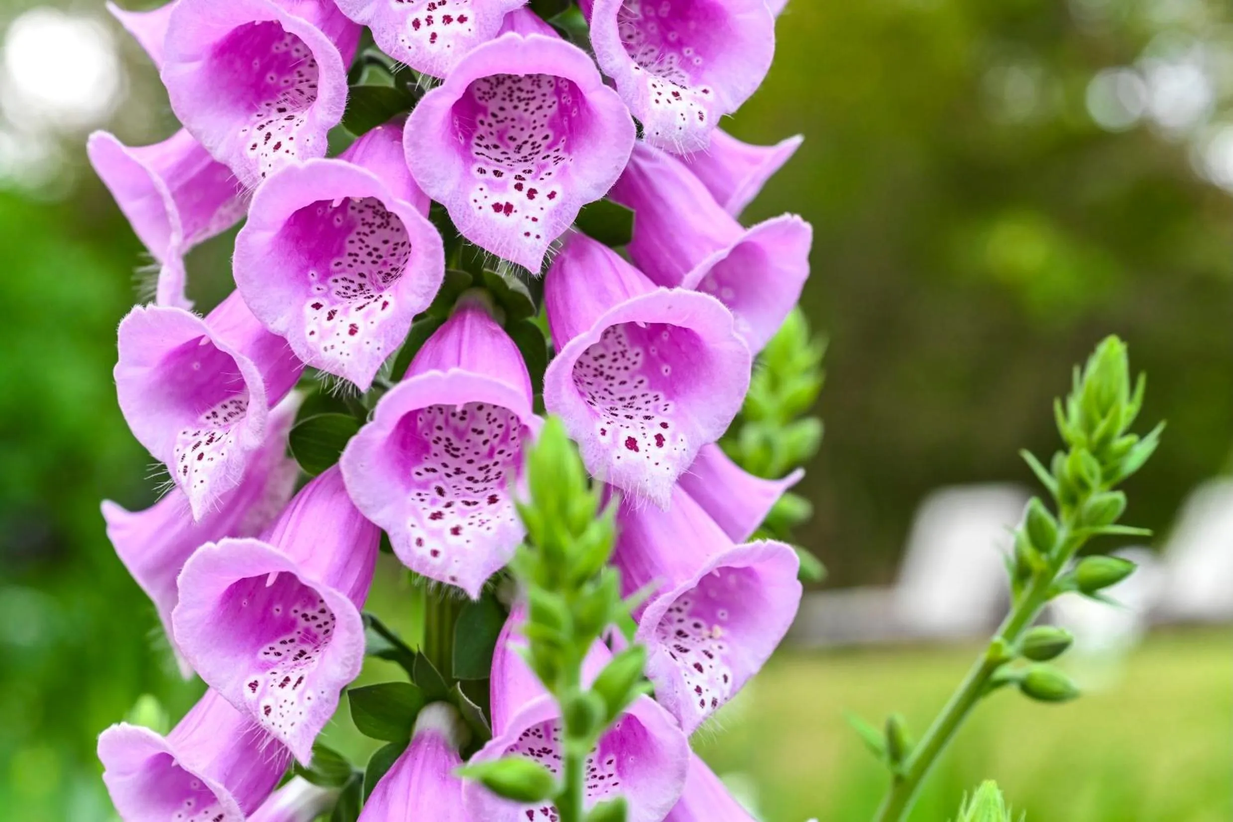 Spring in Woodall Country House and Spa