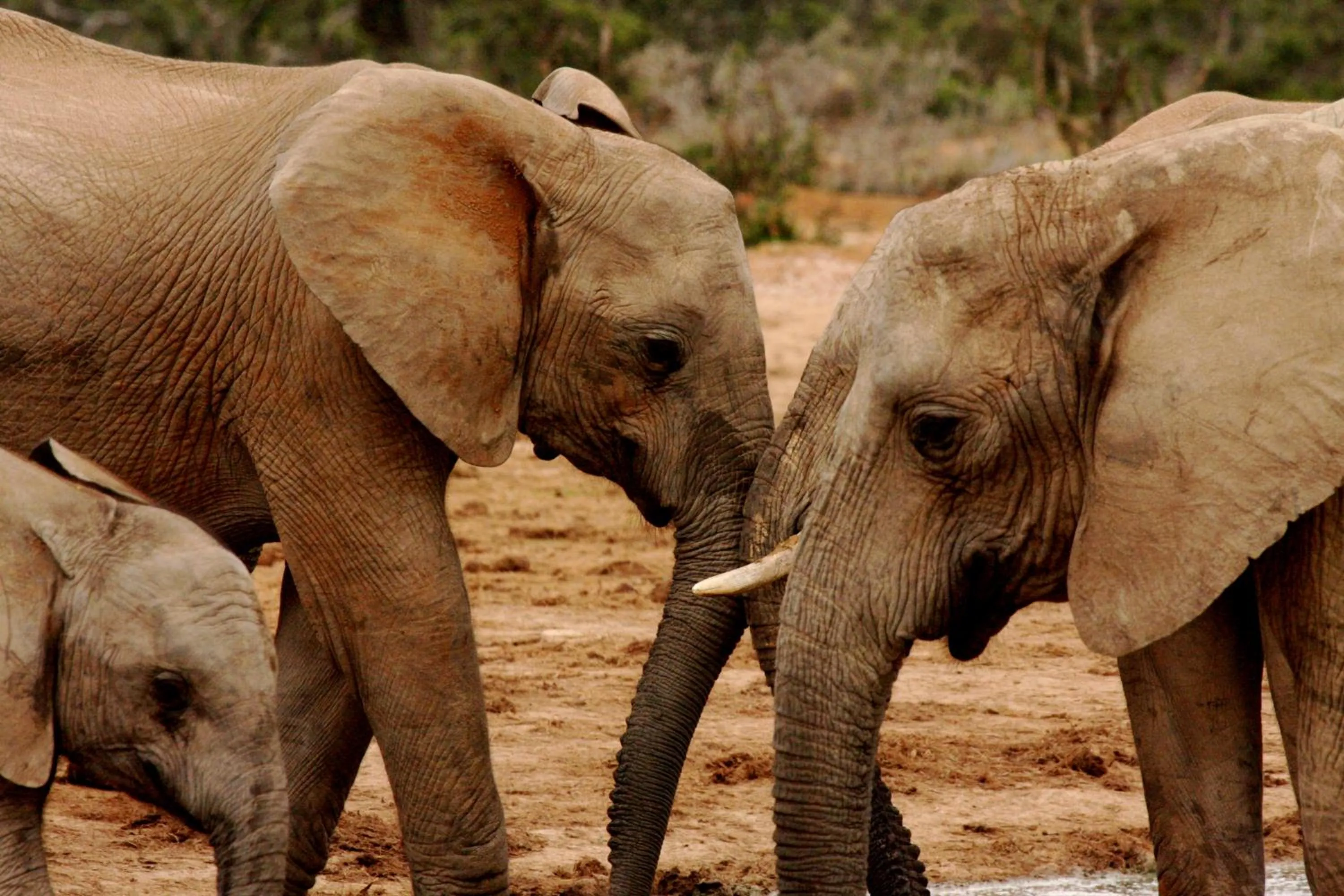 Nearby landmark in Woodall Country House and Spa