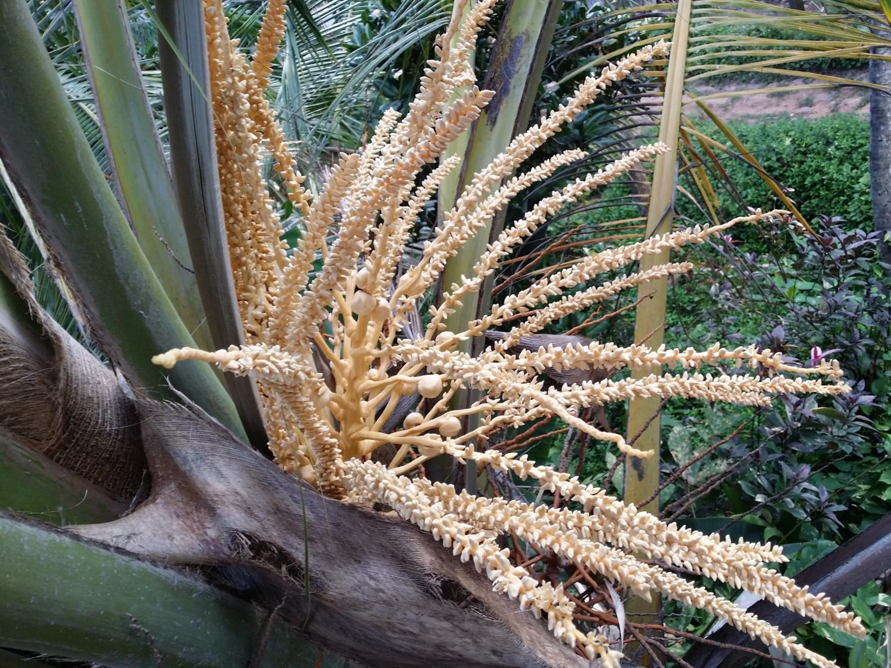 On site in Allan Guest Mirissa