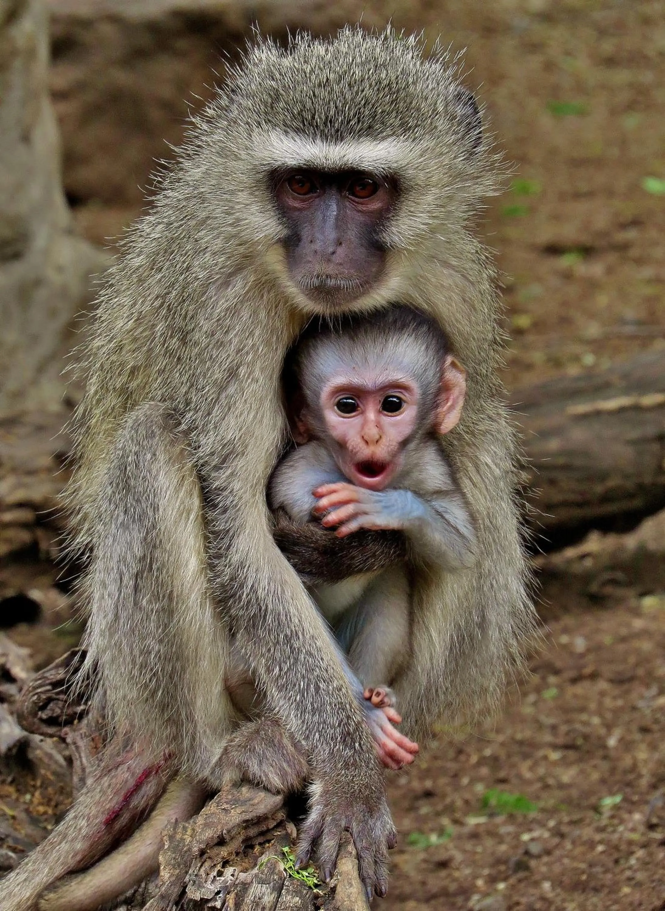 Natural landscape in Wielewaal Bush Lodge