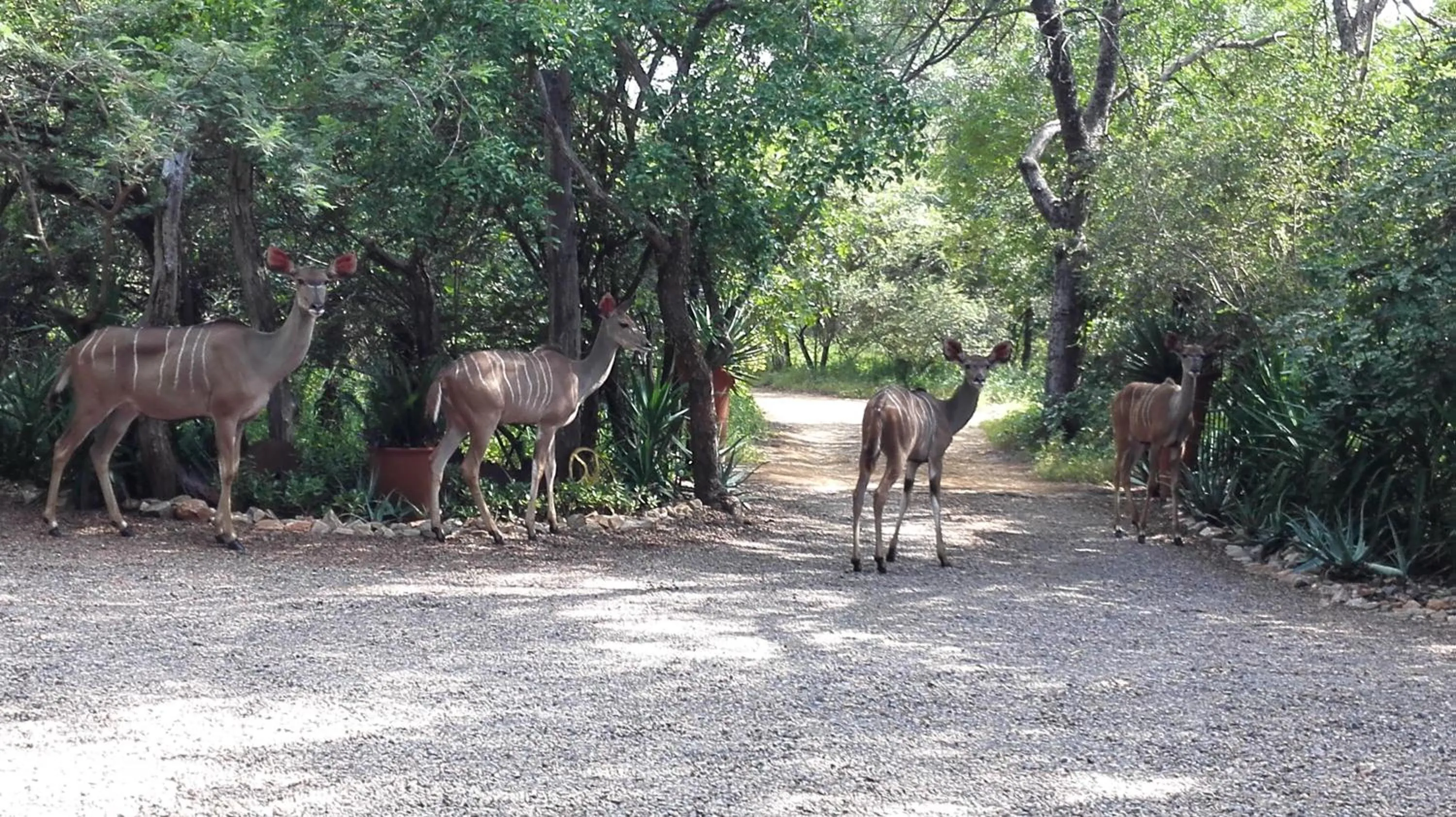 Day in Wielewaal Bush Lodge
