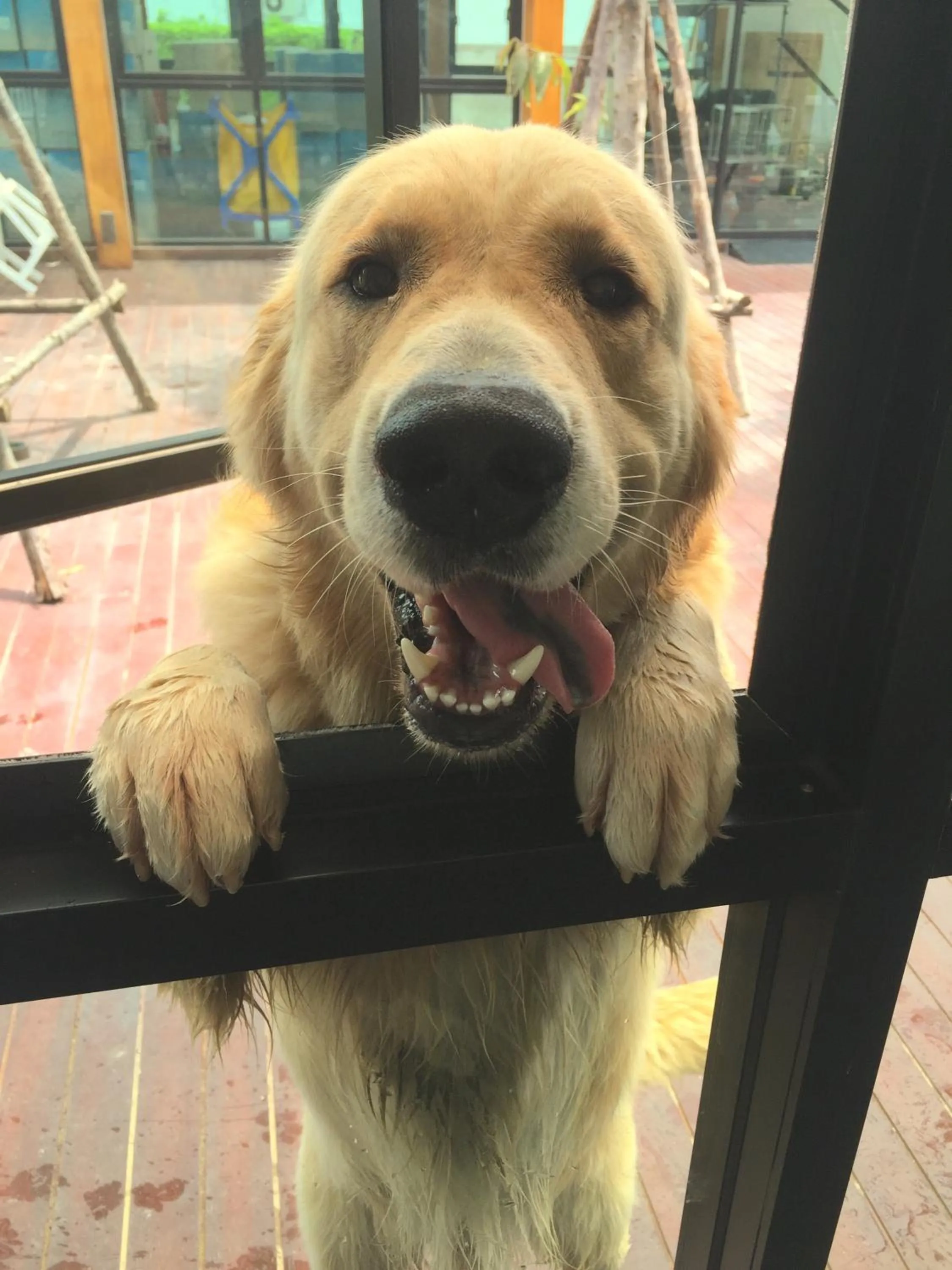 Pets in Mondara Vacation Home