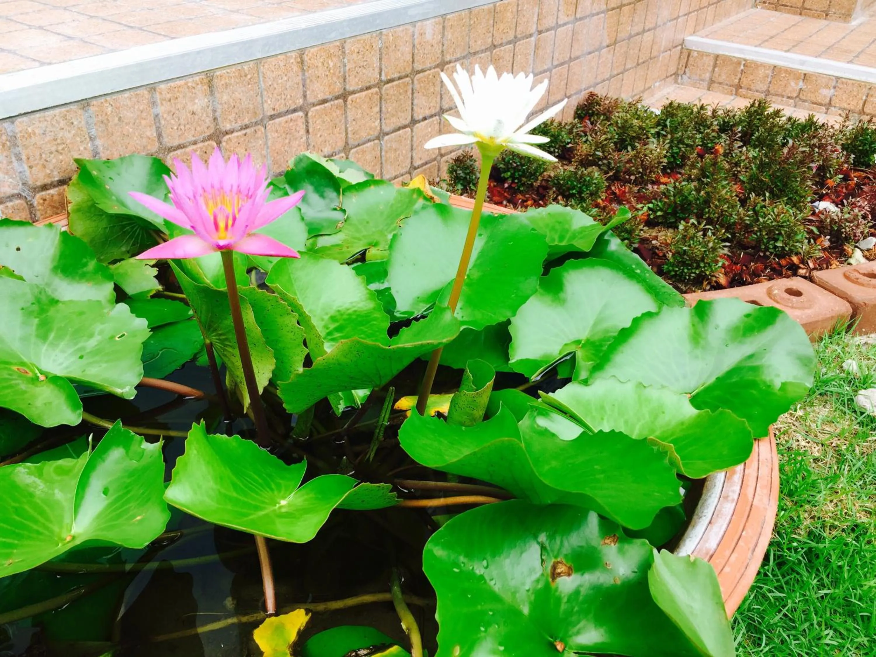 Garden in Mondara Vacation Home