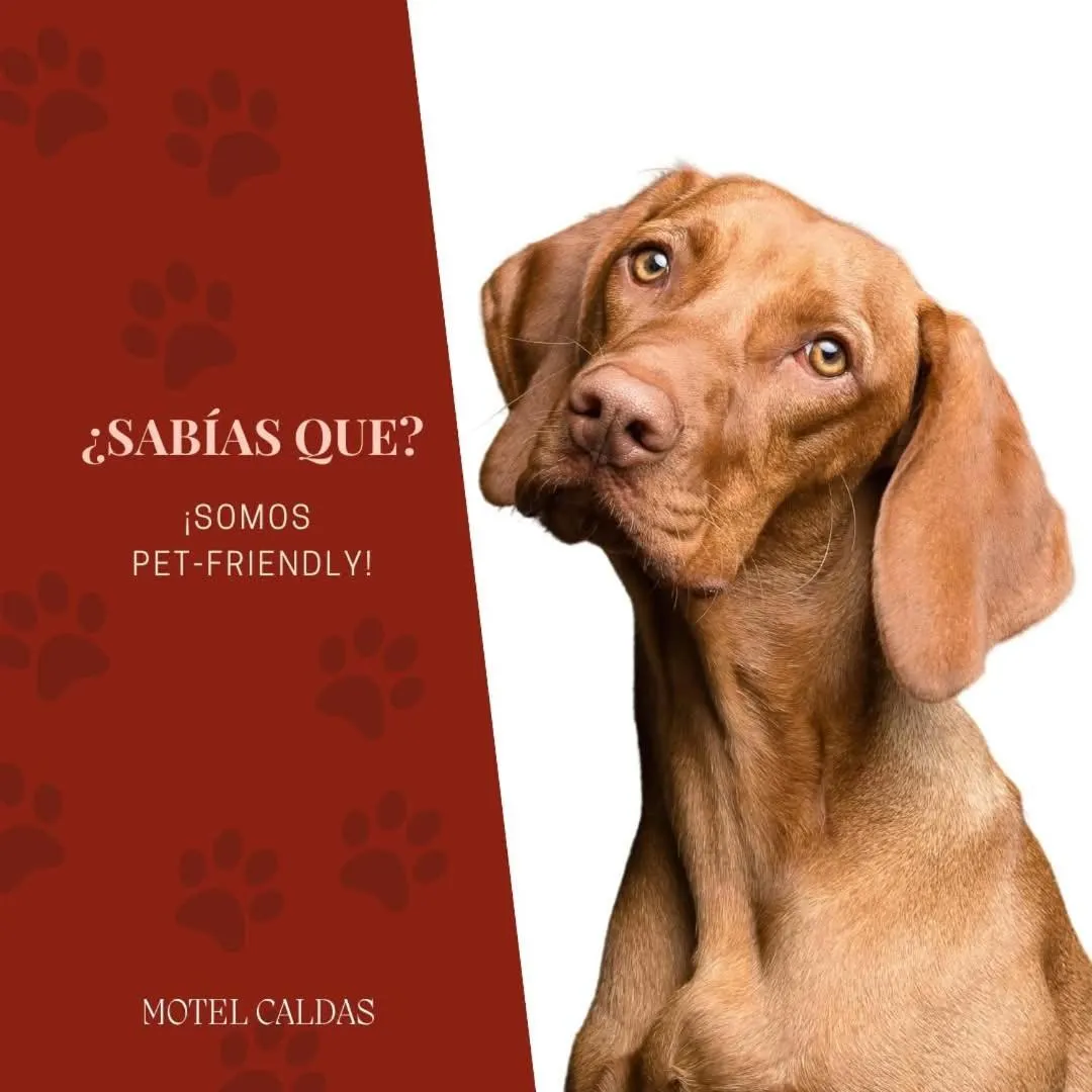 Animals in Motel Caldas