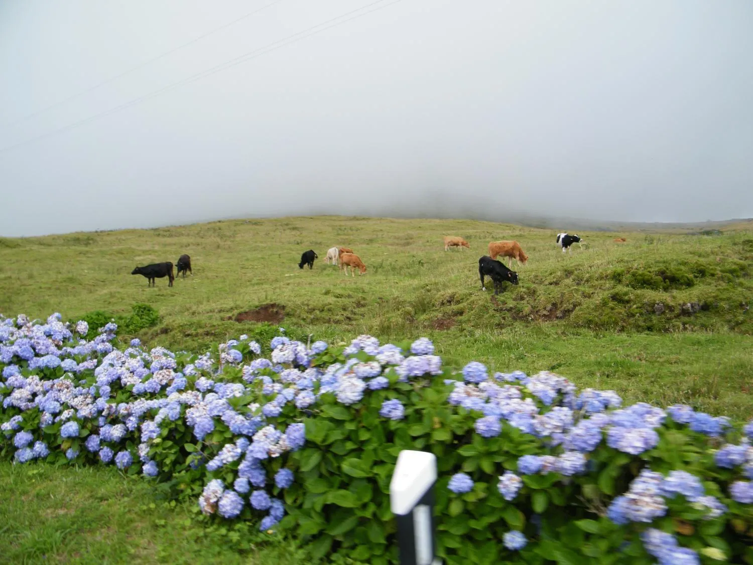 Natural landscape in INATEL Flores
