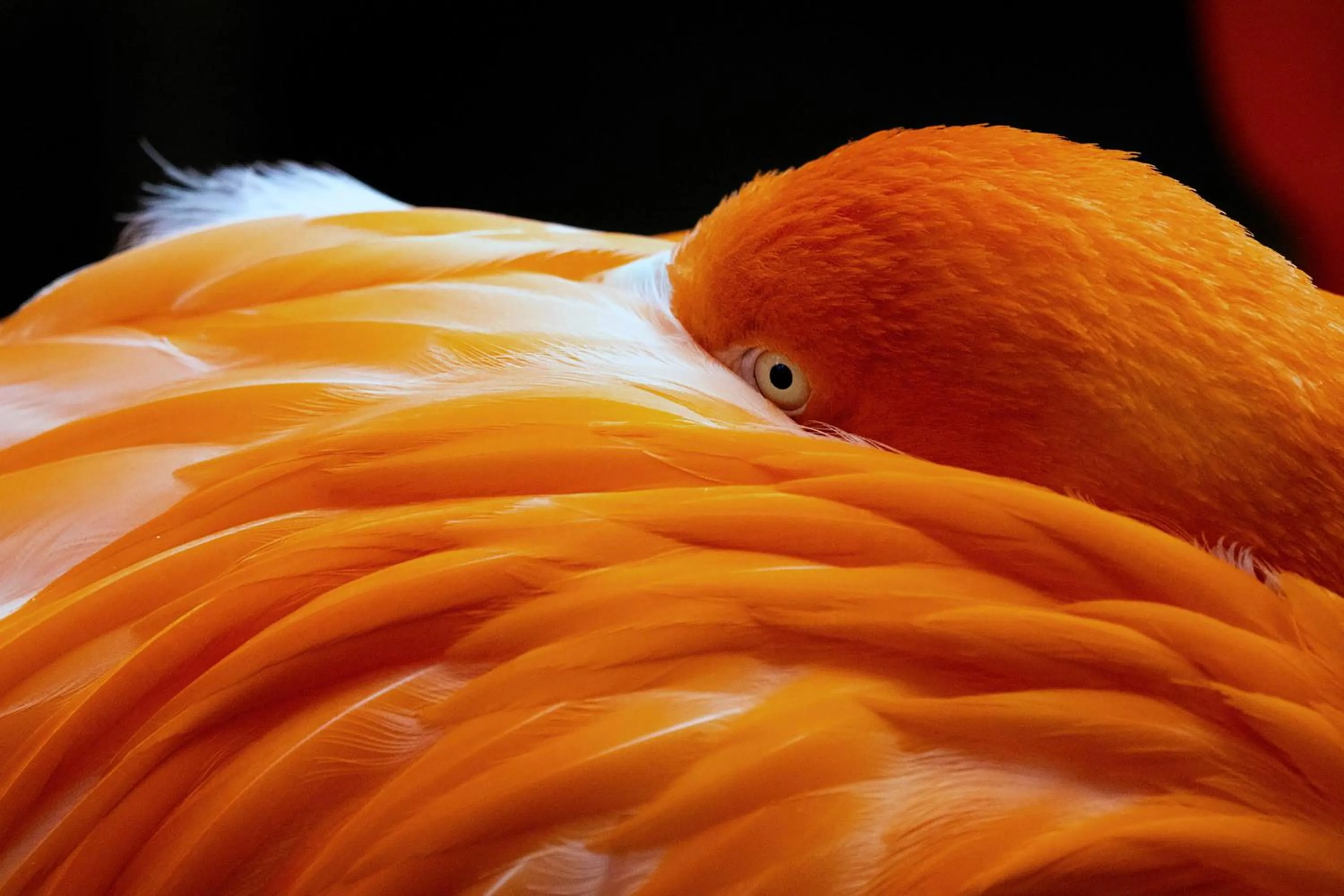Nearby landmark in Holiday Inn Garland by IHG