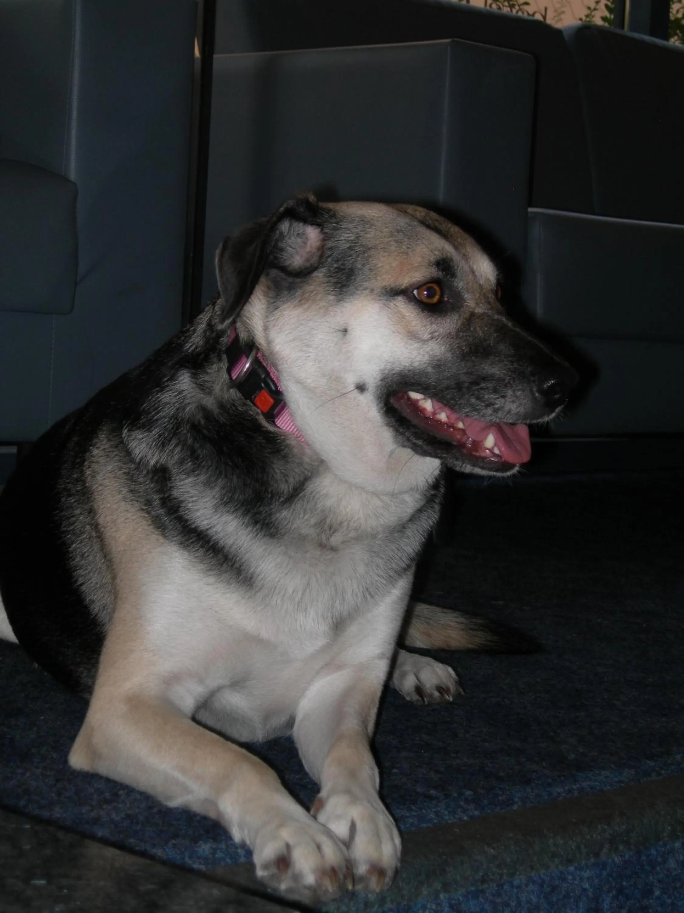 Animals in Hotel Crystal Interlaken