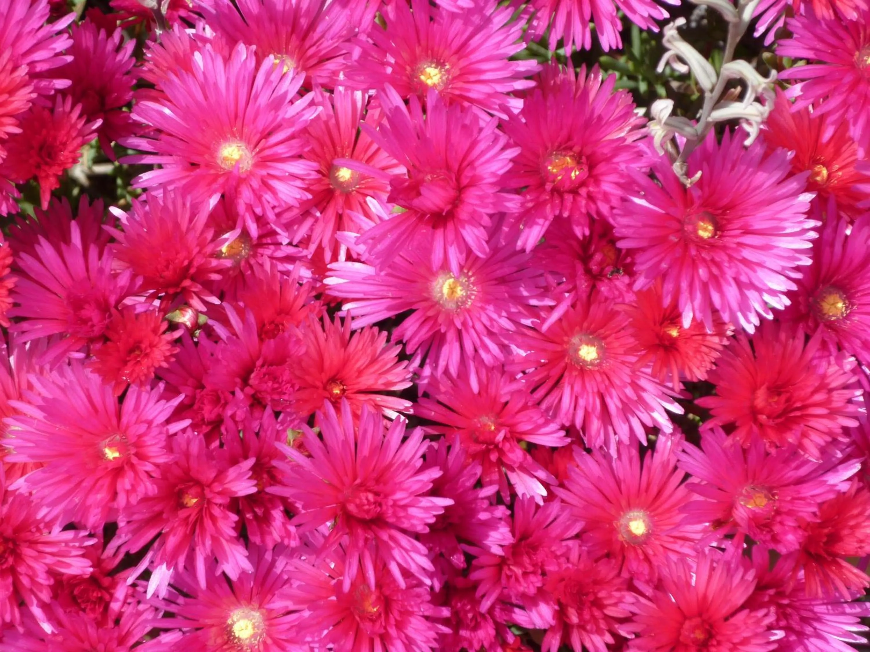 Garden in Le Anfore Hotel