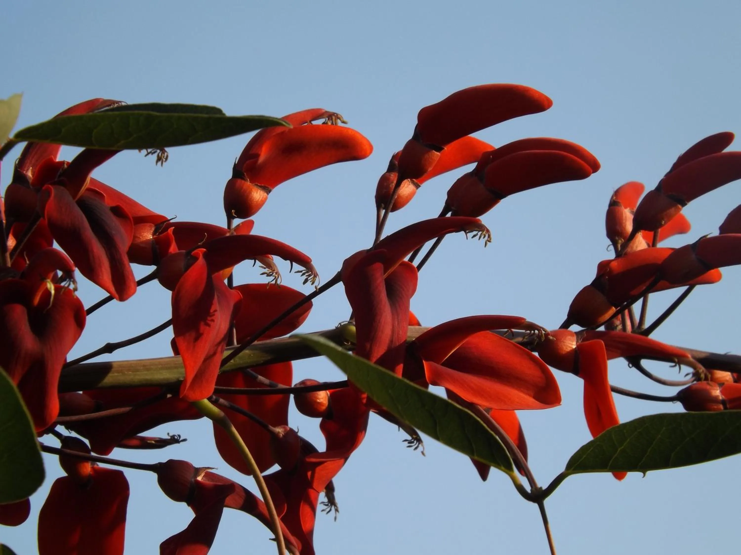 Garden in Le Anfore Hotel