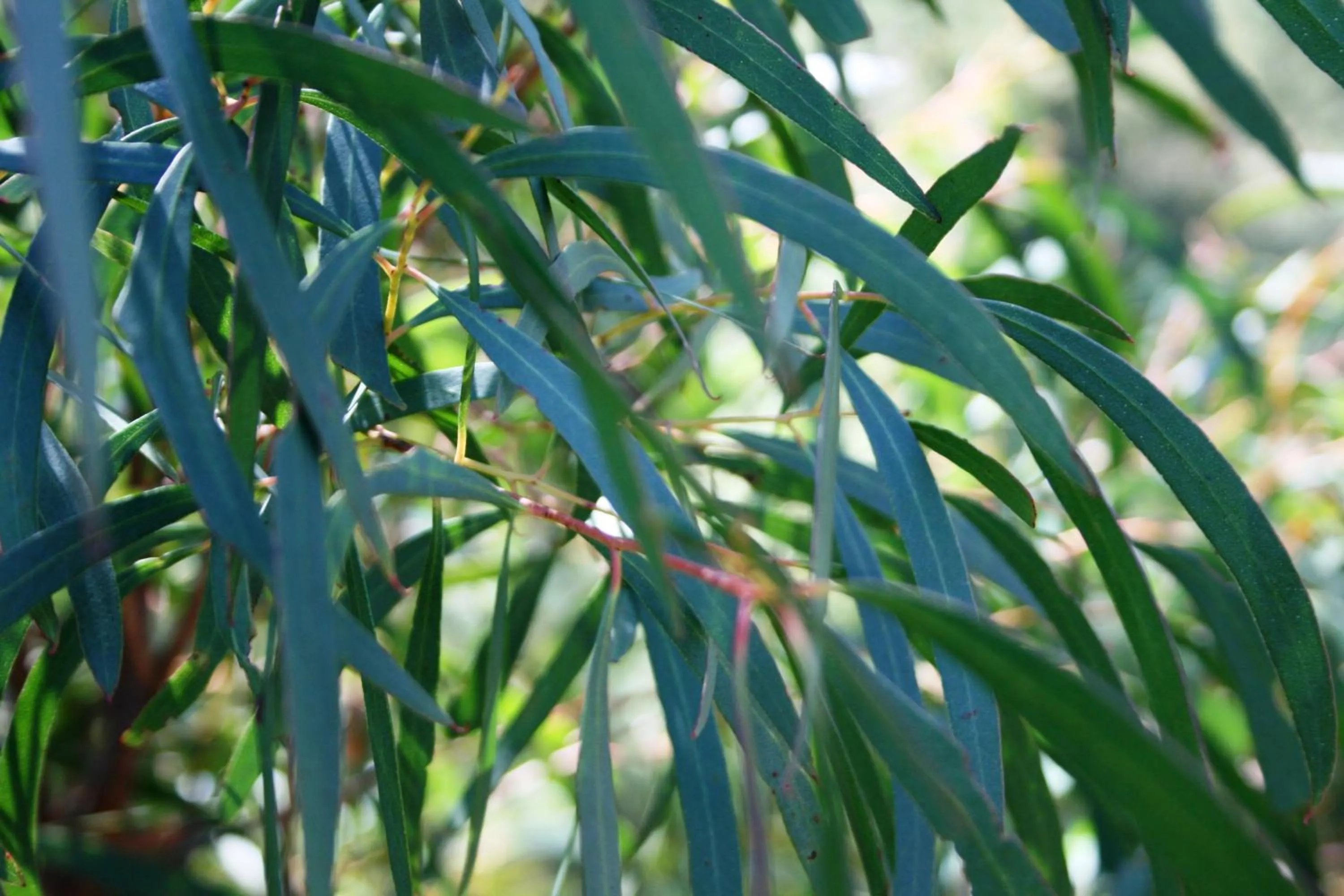Mountain view in Craggy Peaks Wilderness Cabins