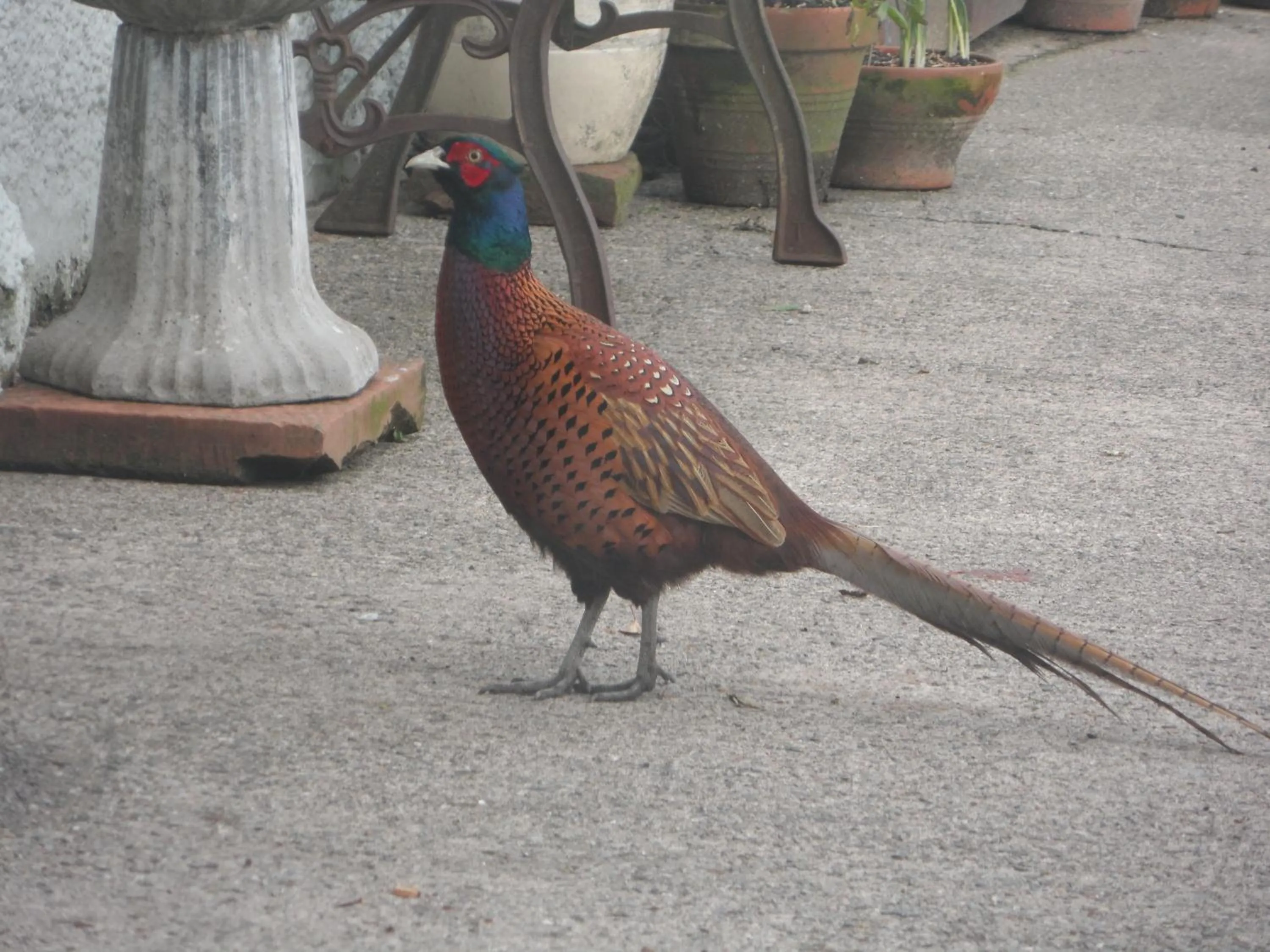 Animals in Midtown Farm Bed & Breakfast