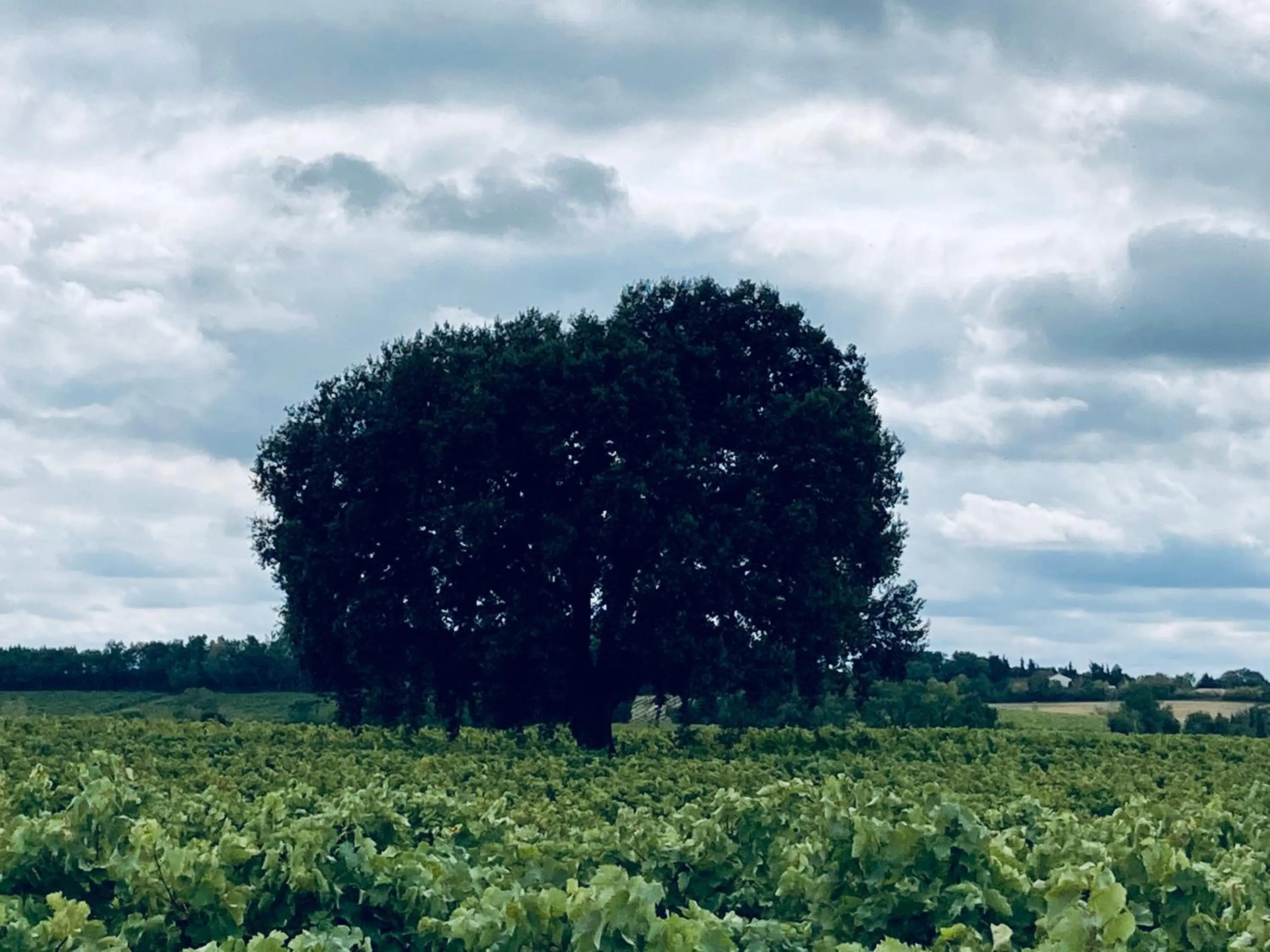 " Venez DormiR Chez Nous " #Condom#Gascogne#d'Artagnan#Armagnac#Le Bonheur est dans le GERS