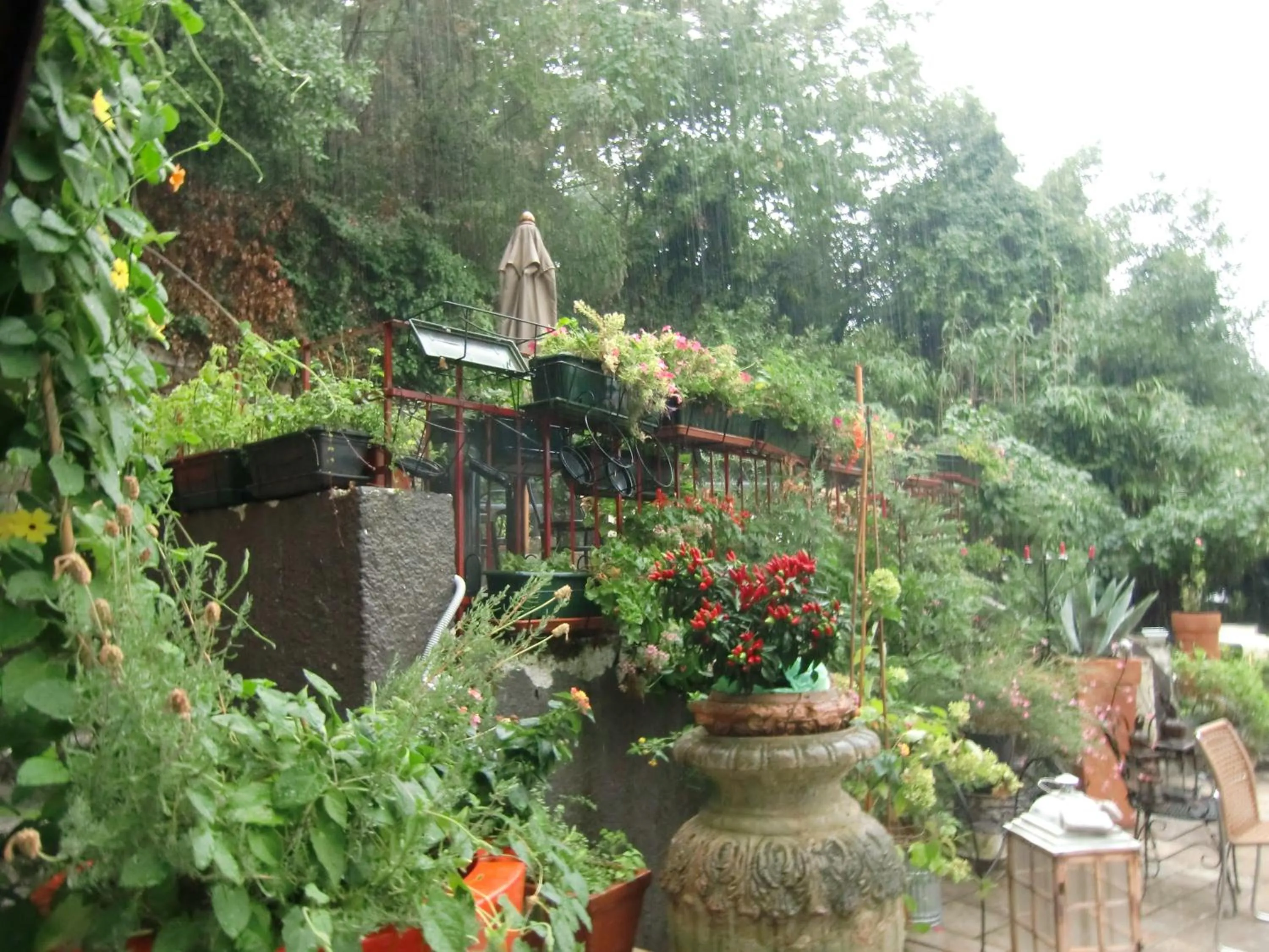 Garden in Hotel Mignon