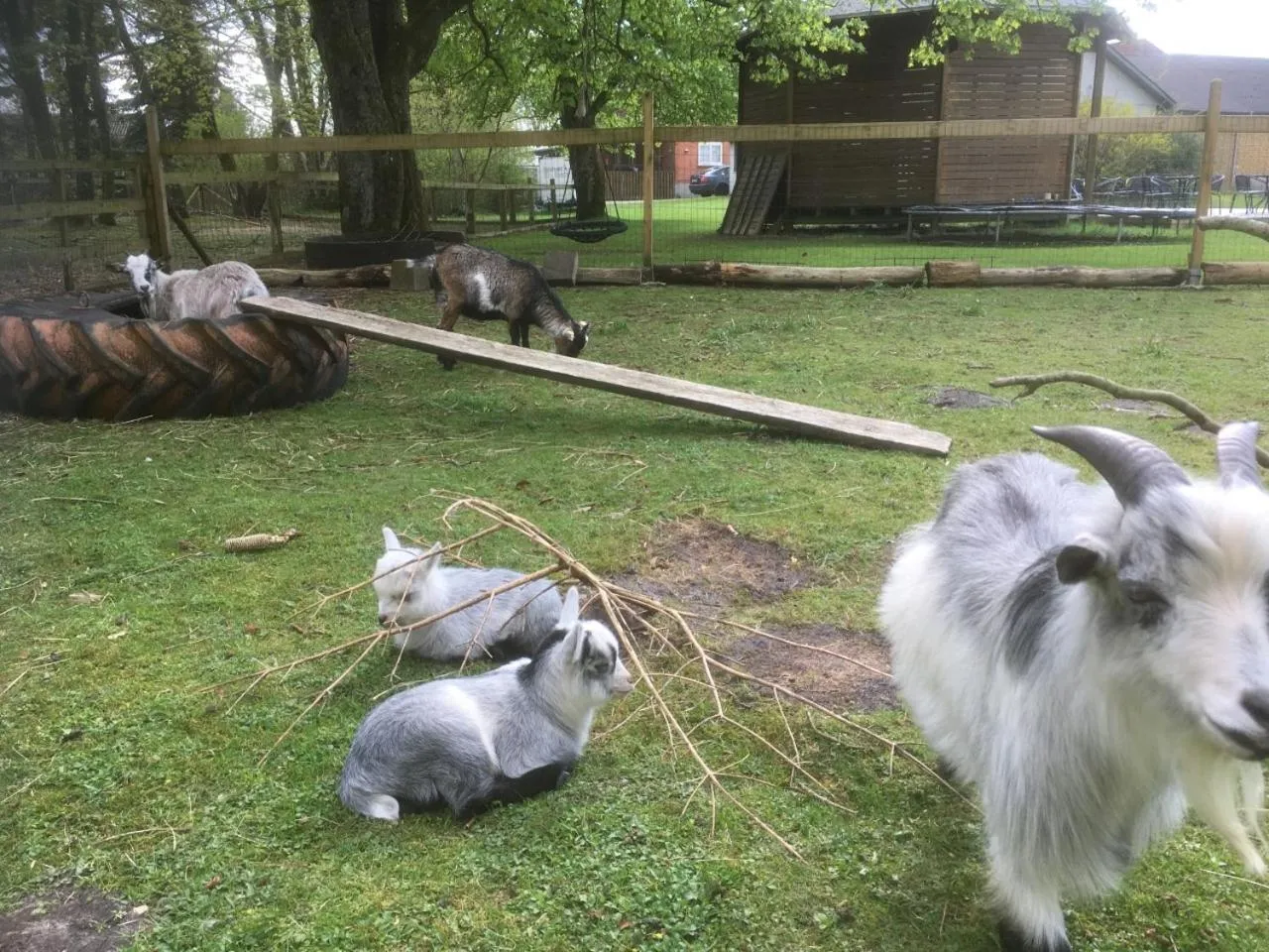 Animals in Hestkær Family Rooms