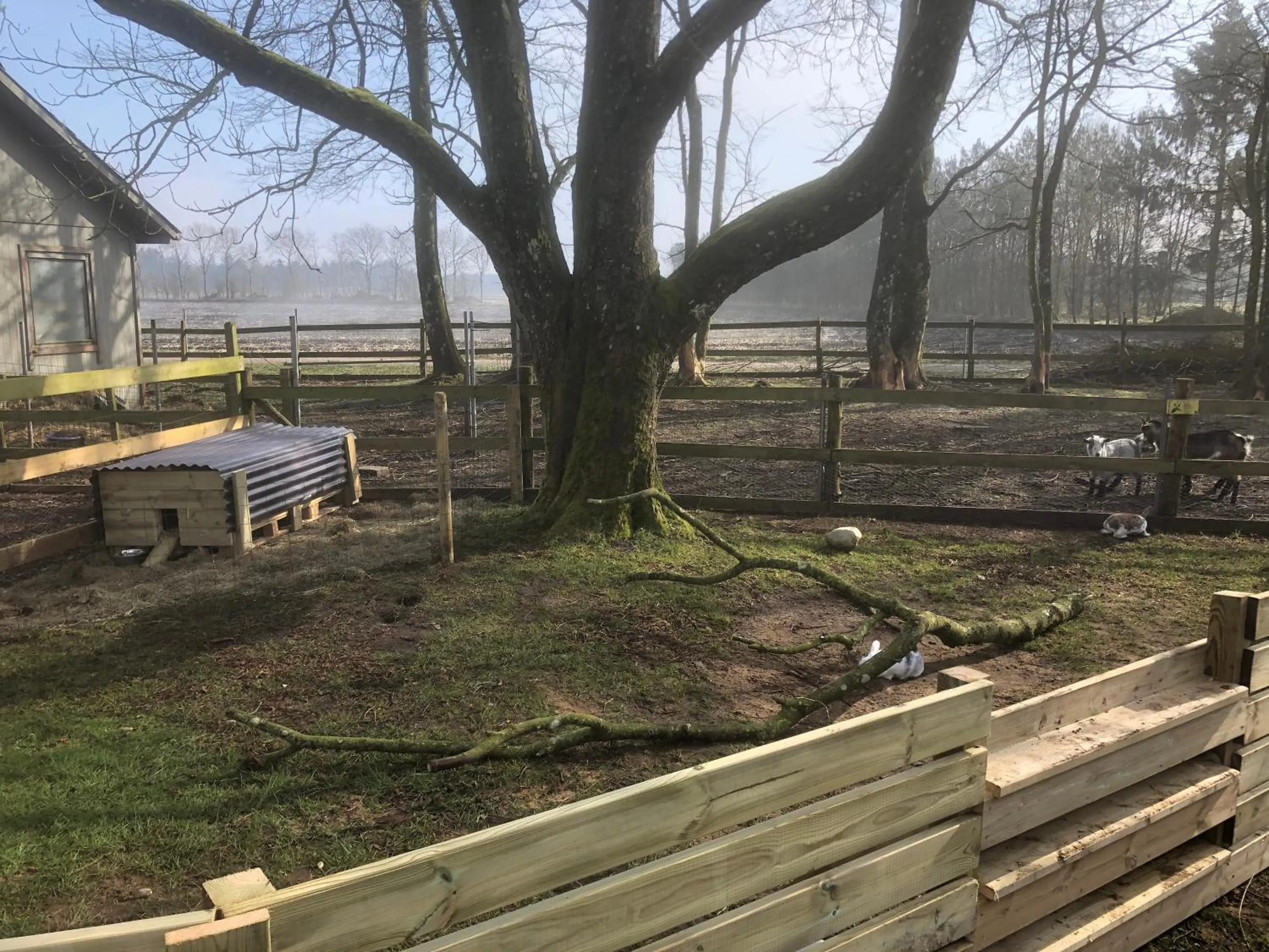 Animals in Hestkær Family Rooms