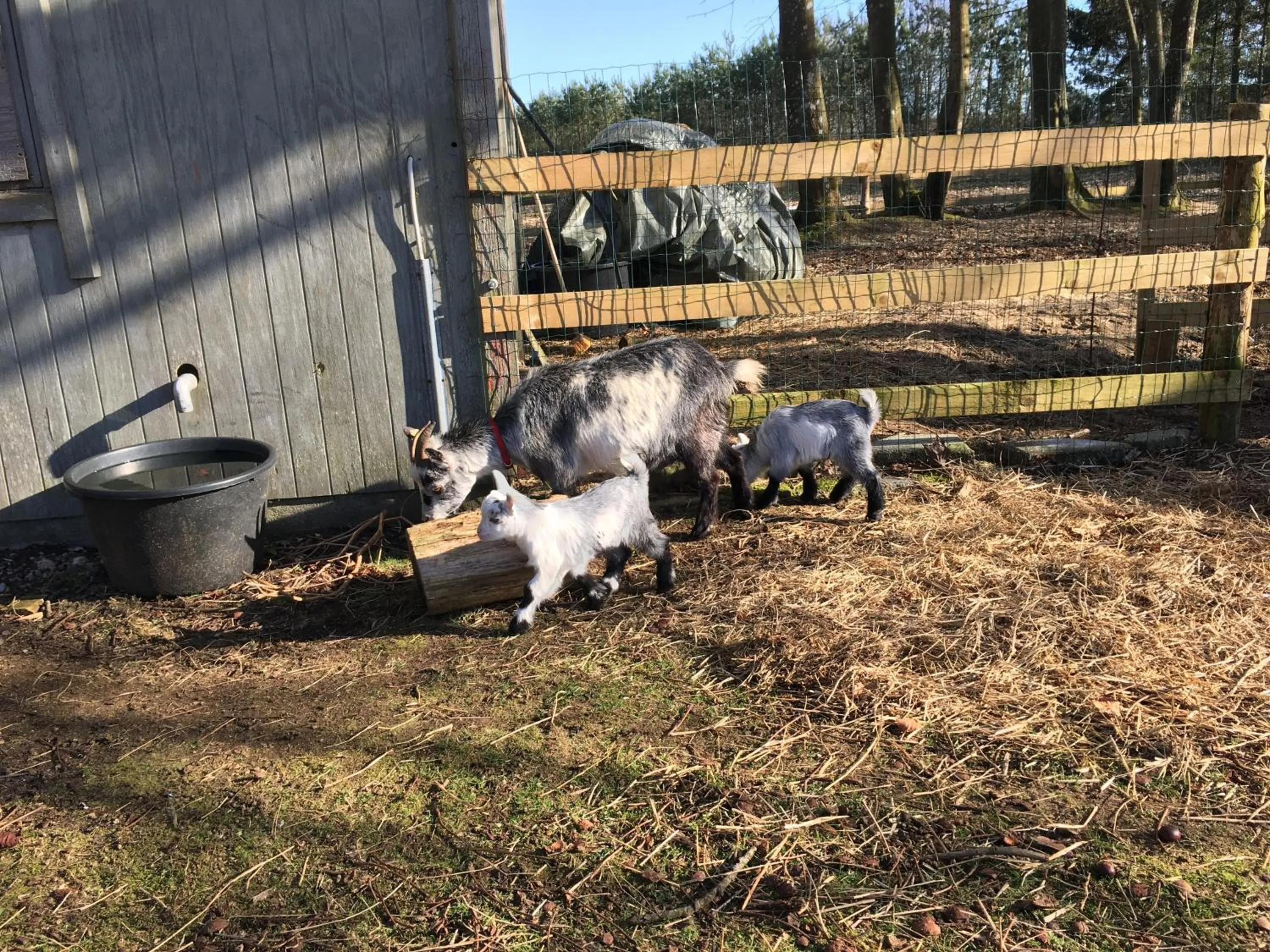 Animals in Hestkær Family Rooms