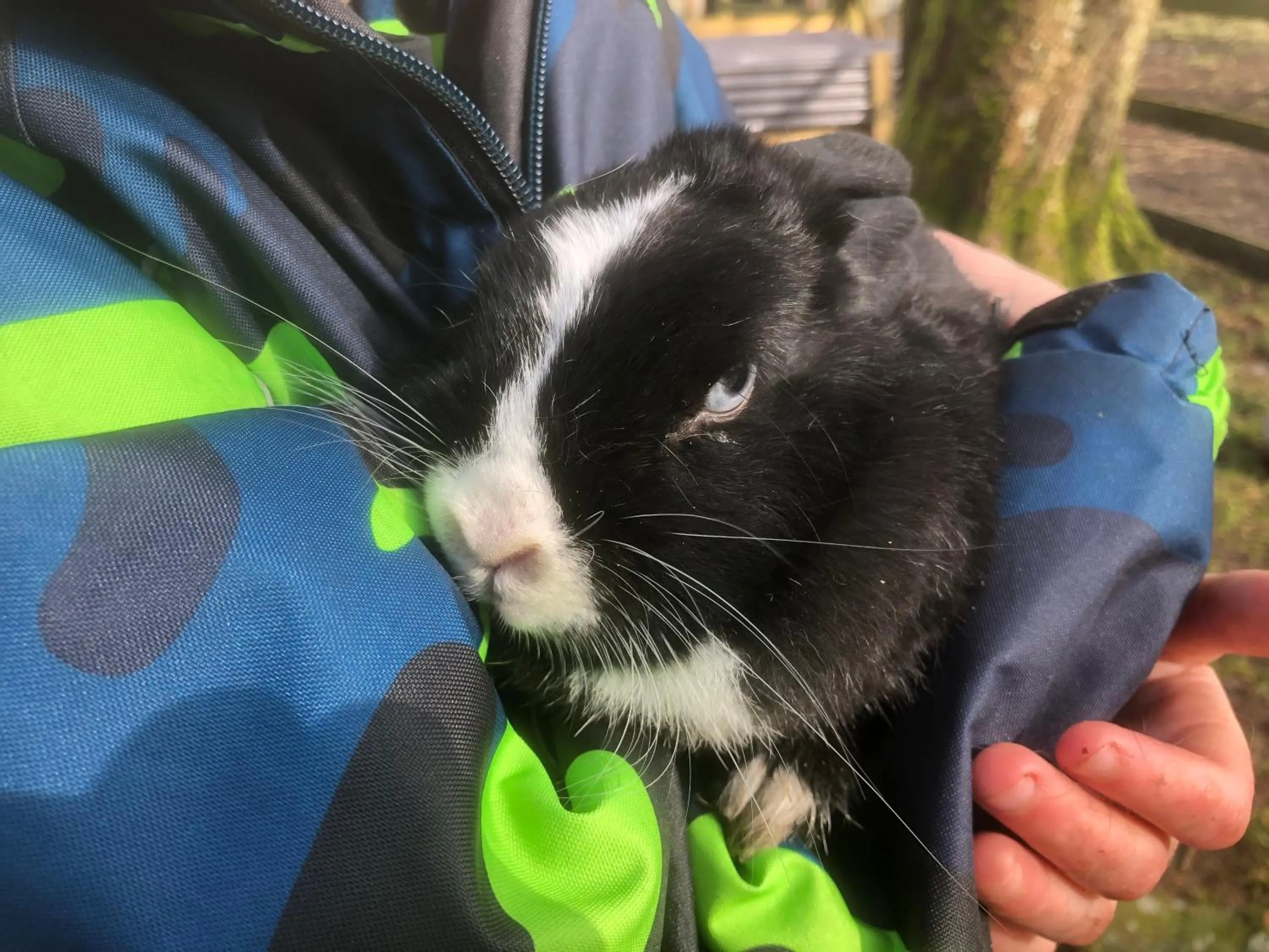 Animals in Hestkær Family Rooms