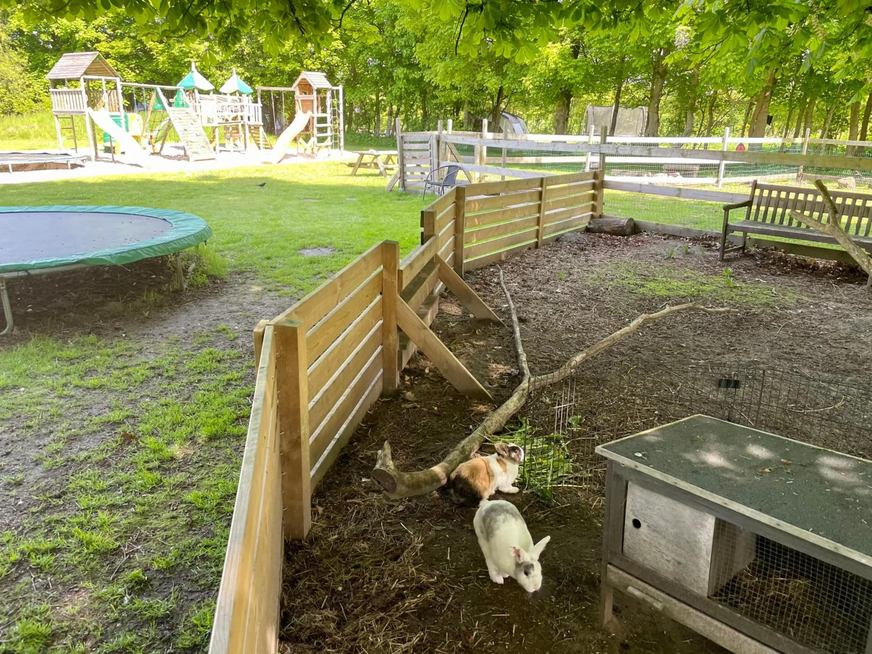 Pets in Hestkær Family Rooms