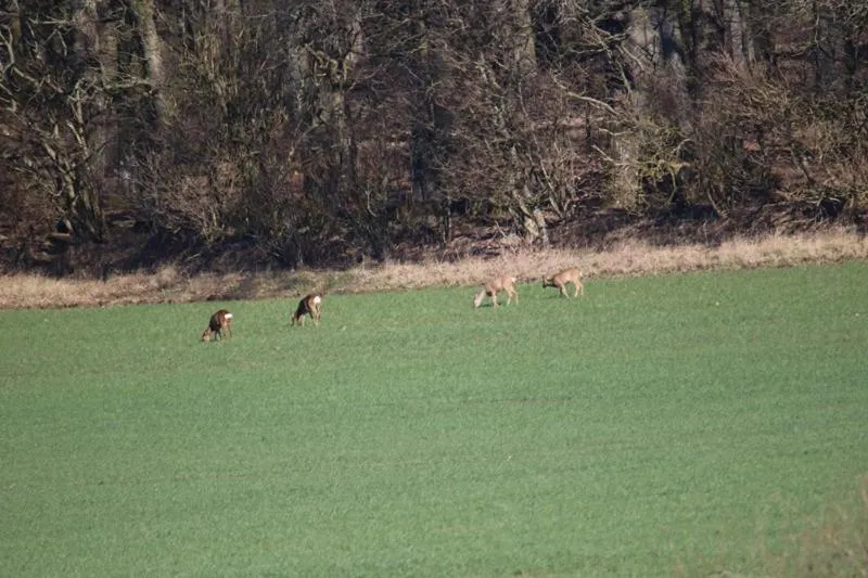 View (from property/room) in Hestkær Family Rooms