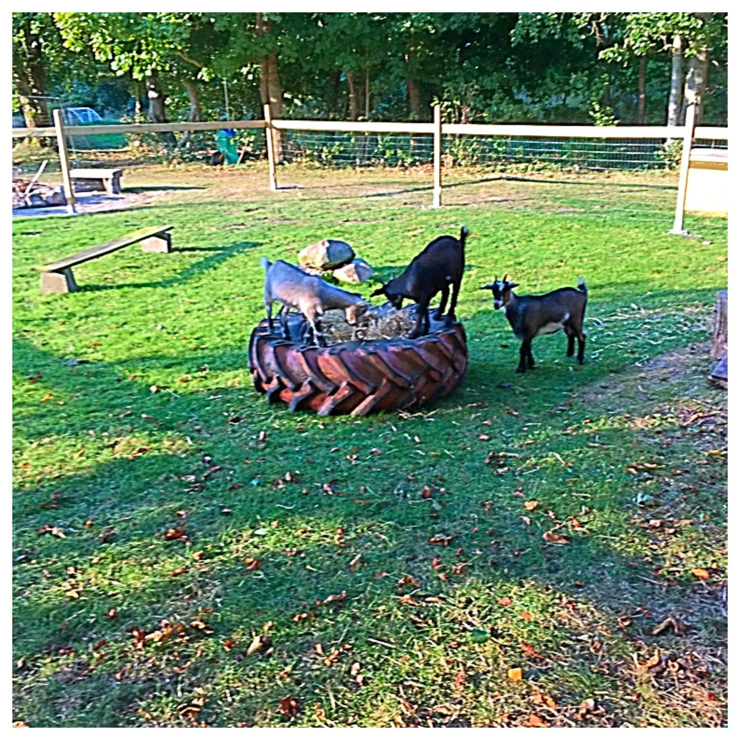 Animals in Hestkær Family Rooms