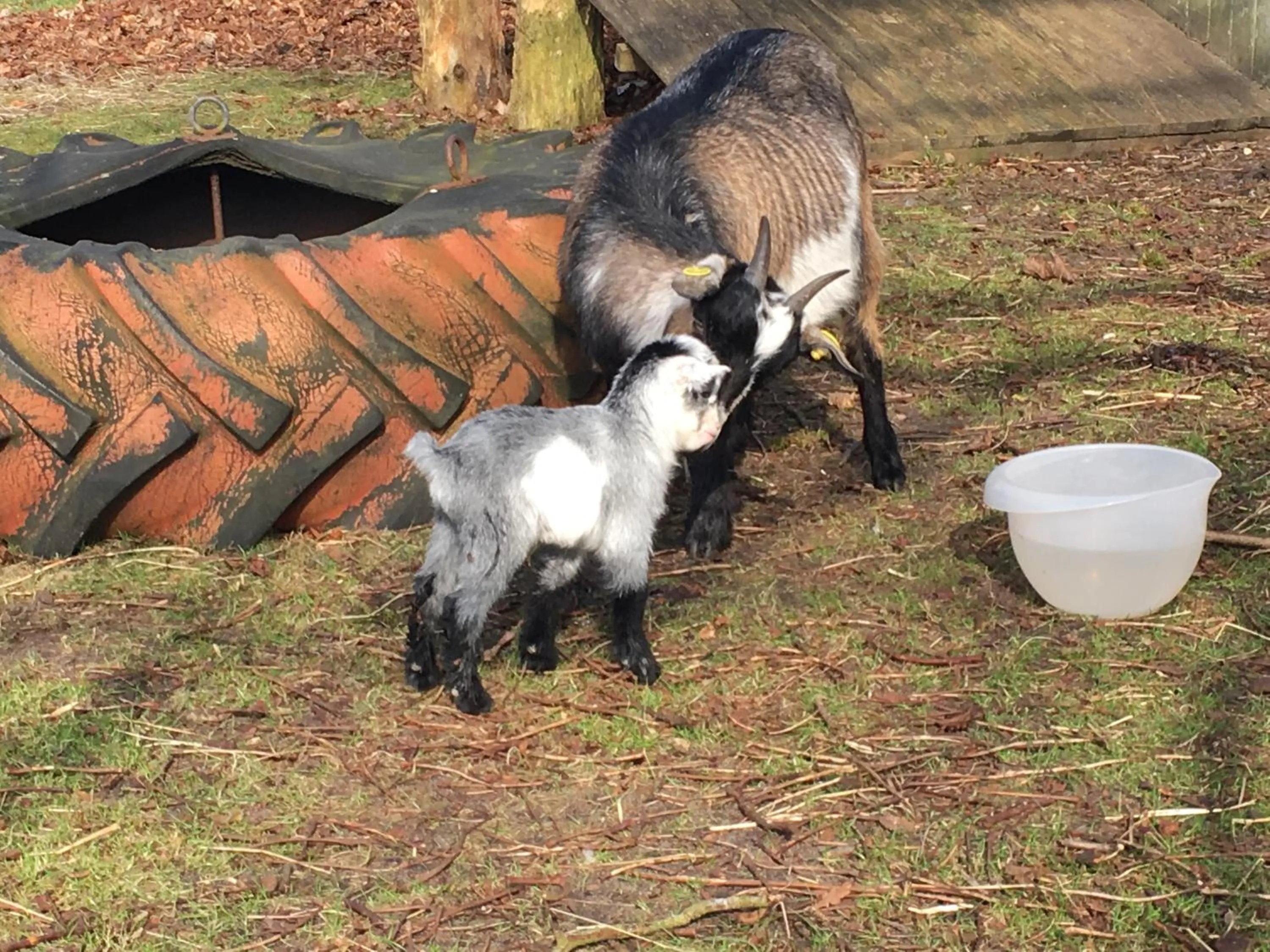 Animals in Hestkær Family Rooms