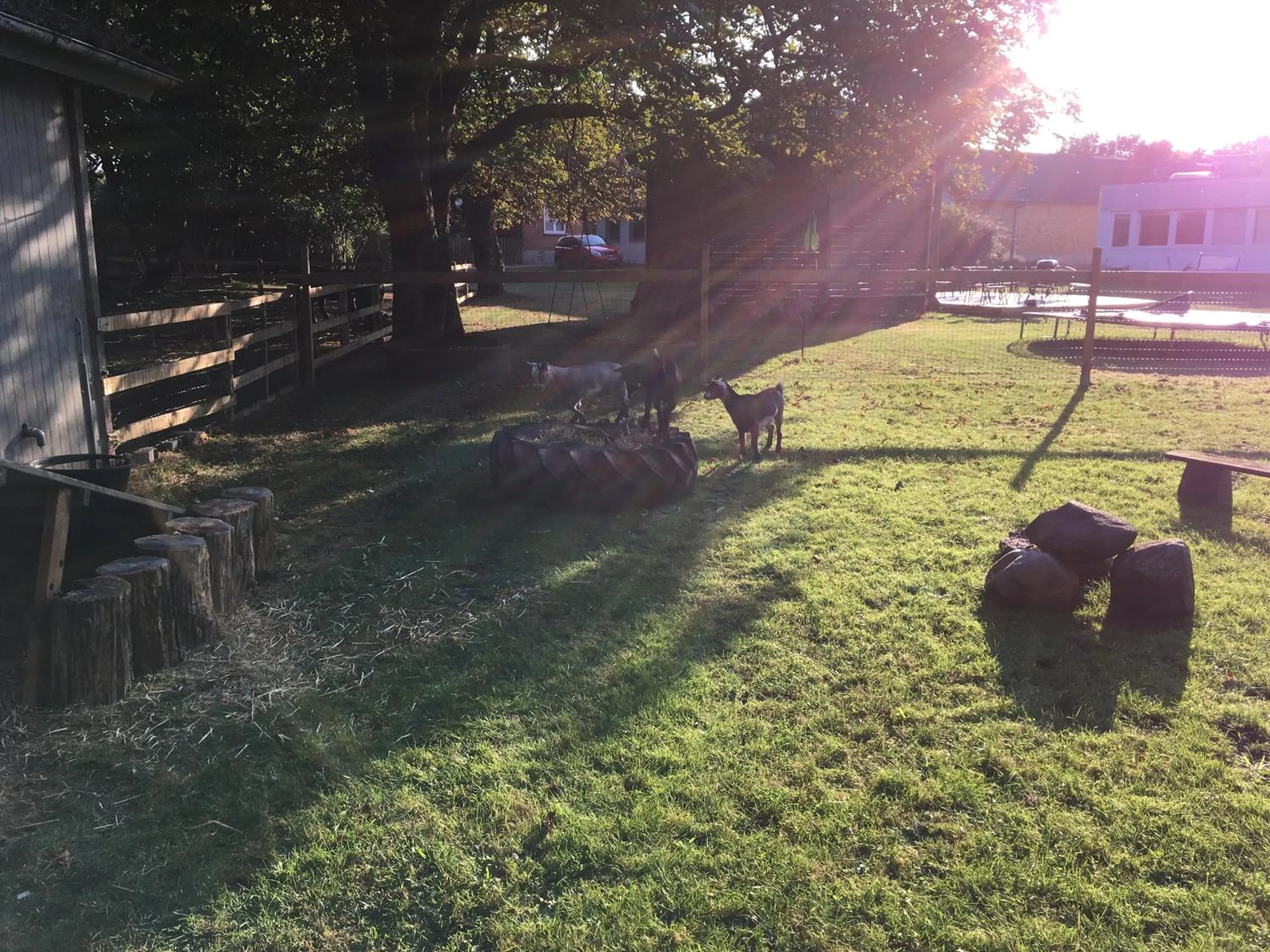 Animals in Hestkær Family Rooms