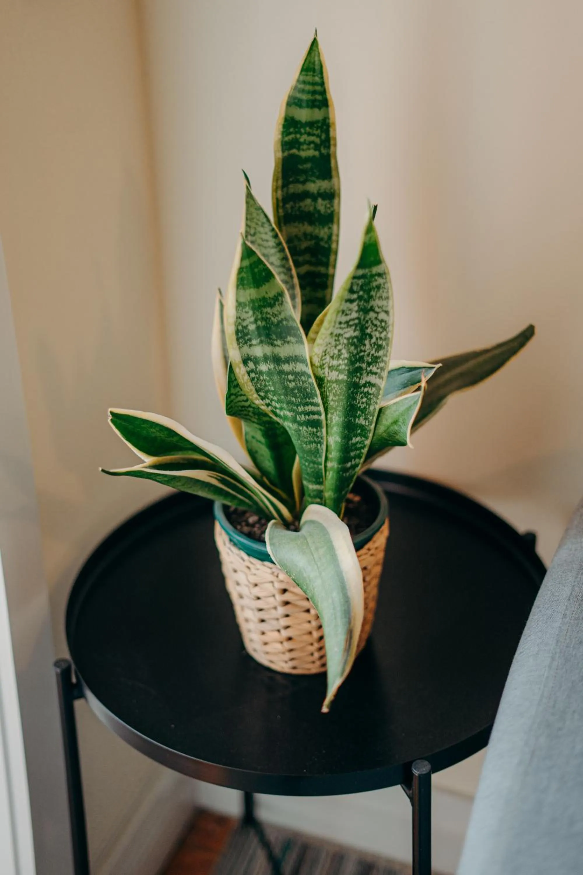 Decorative detail in Green Coast Surf House