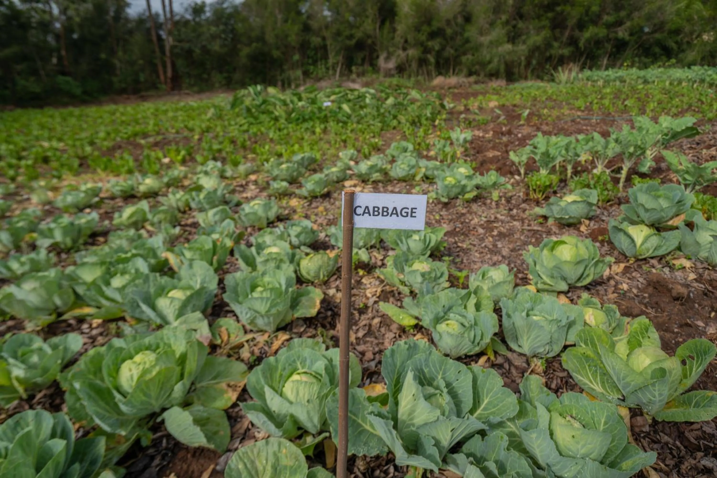 Garden in Panari Resort, BW Signature Collection