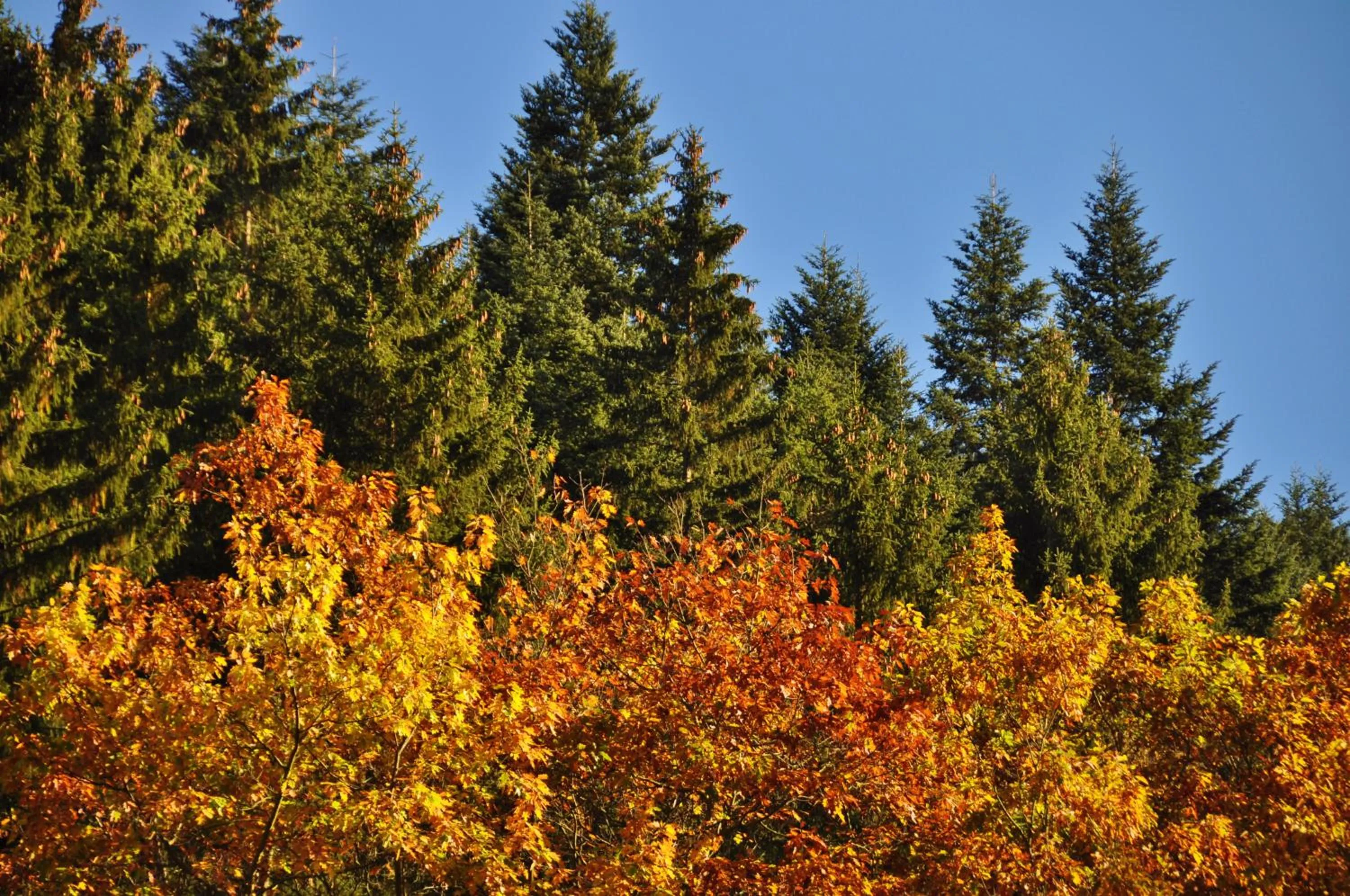 Natural landscape in Flair-Hotel Waldfrieden