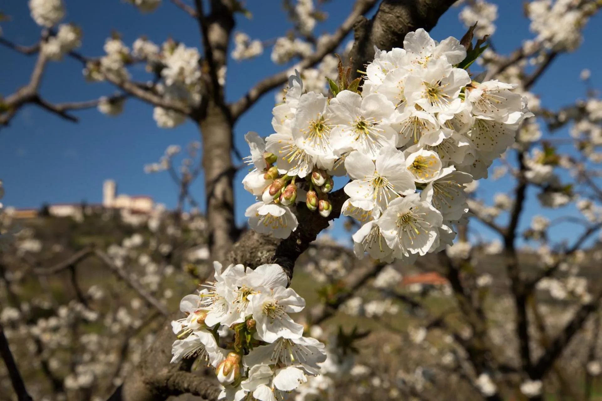 Spring in Hotel Kozana
