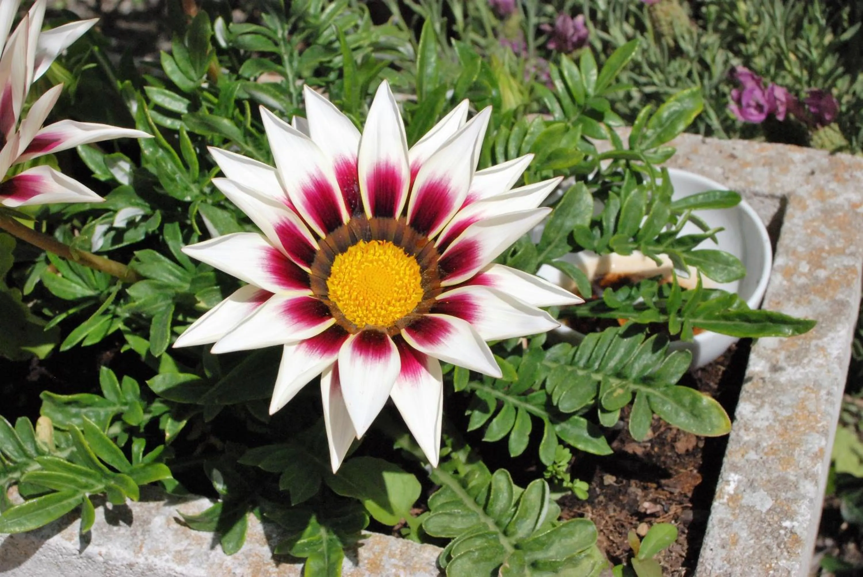 Balcony/Terrace in Hôtel Ariane & SPA
