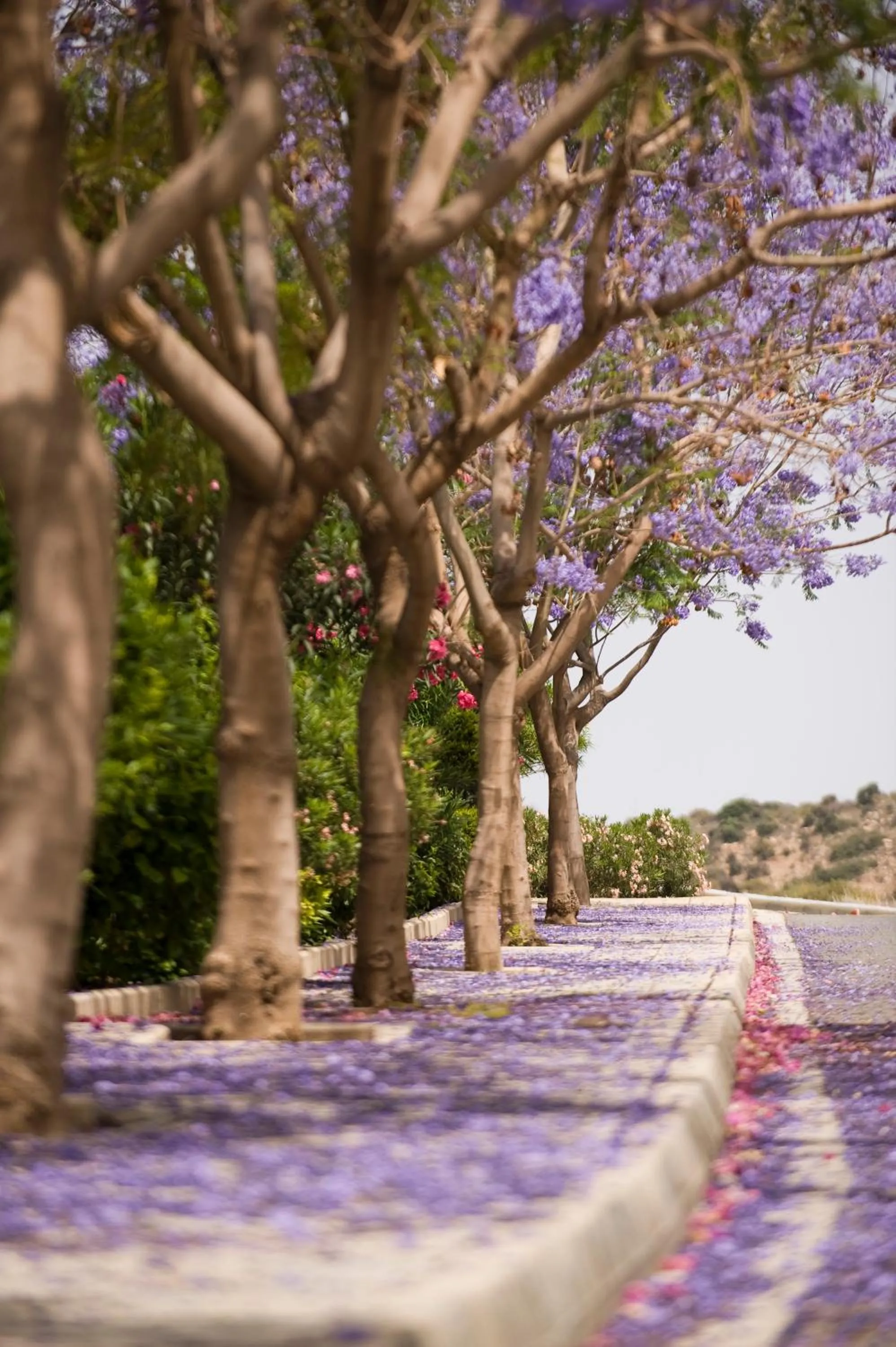 Area and facilities in Columbia Beach Resort