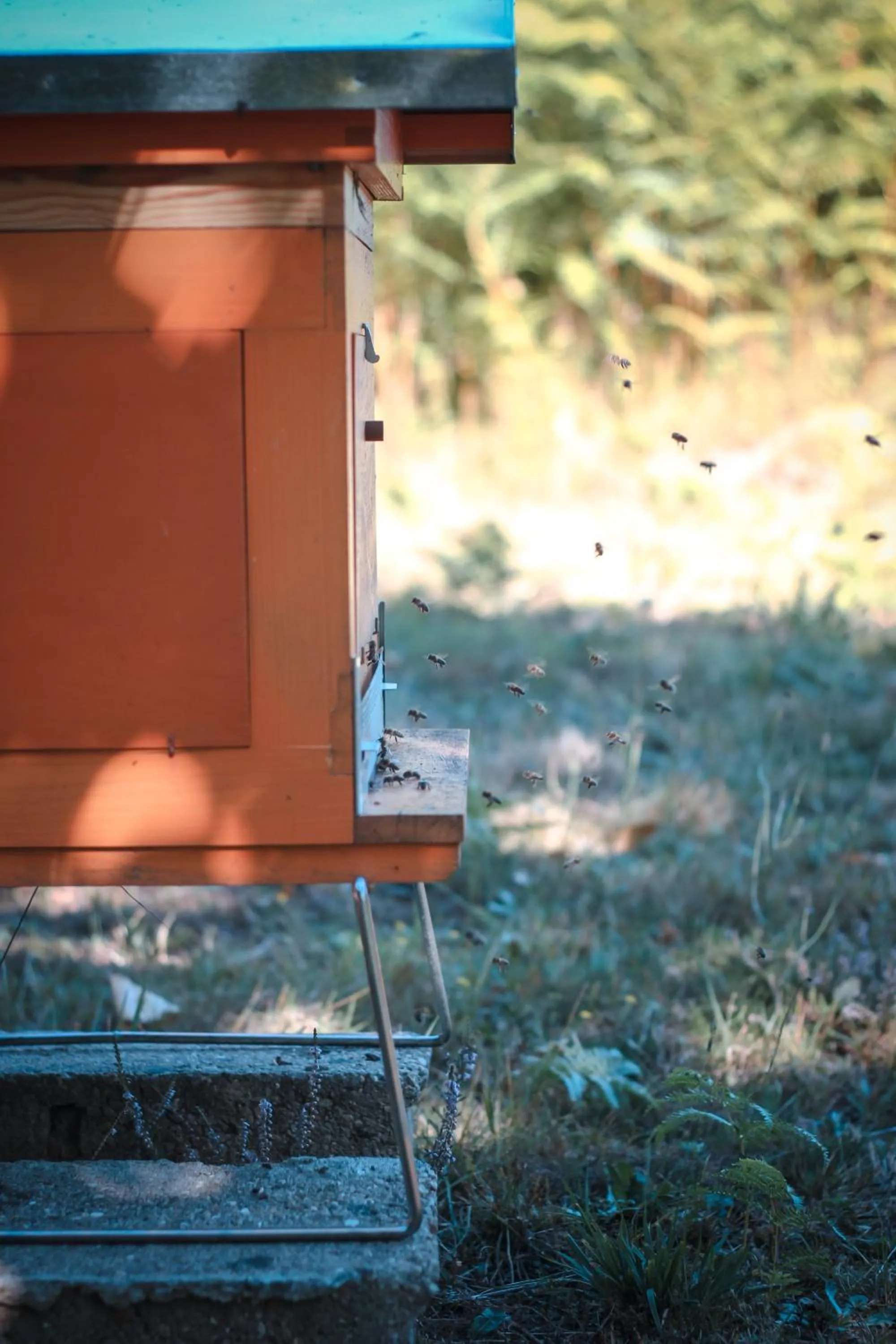 Animals in La Chapelle Saint Martin