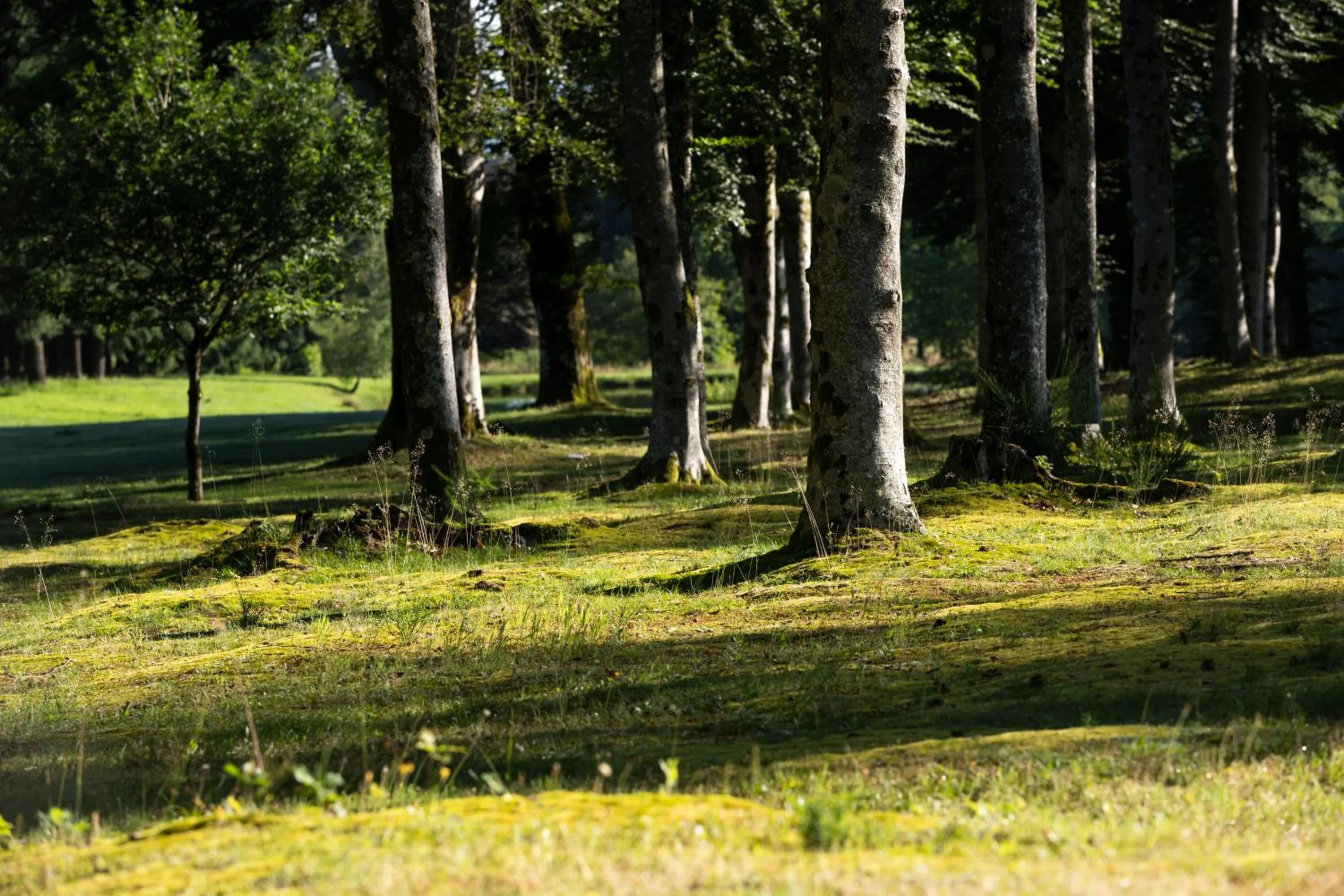 Garden in La Chapelle Saint Martin