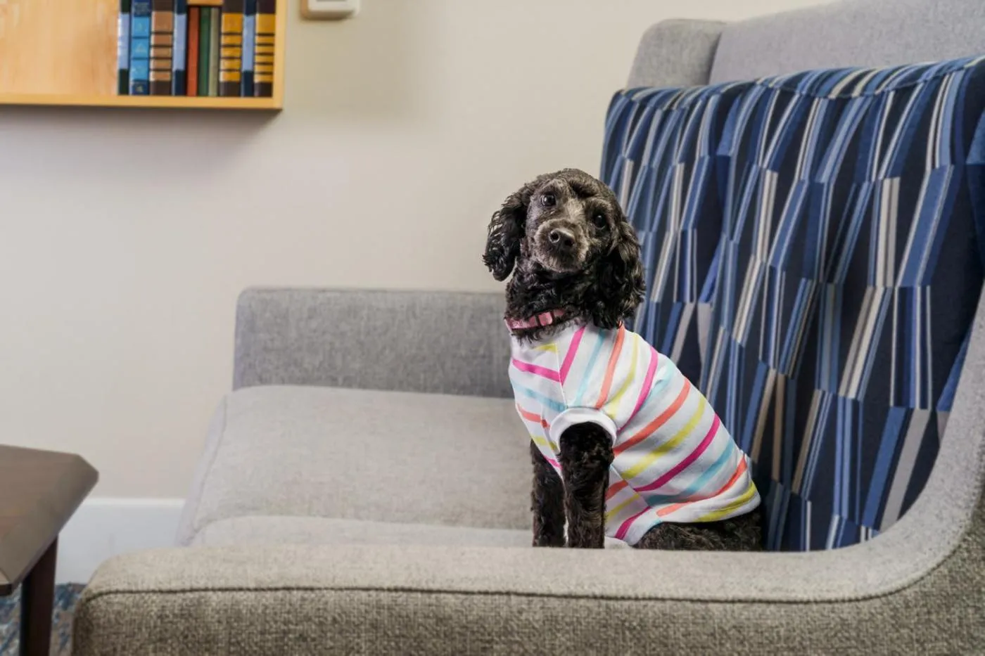 Pets in Holiday Inn Express Irondequoit by IHG