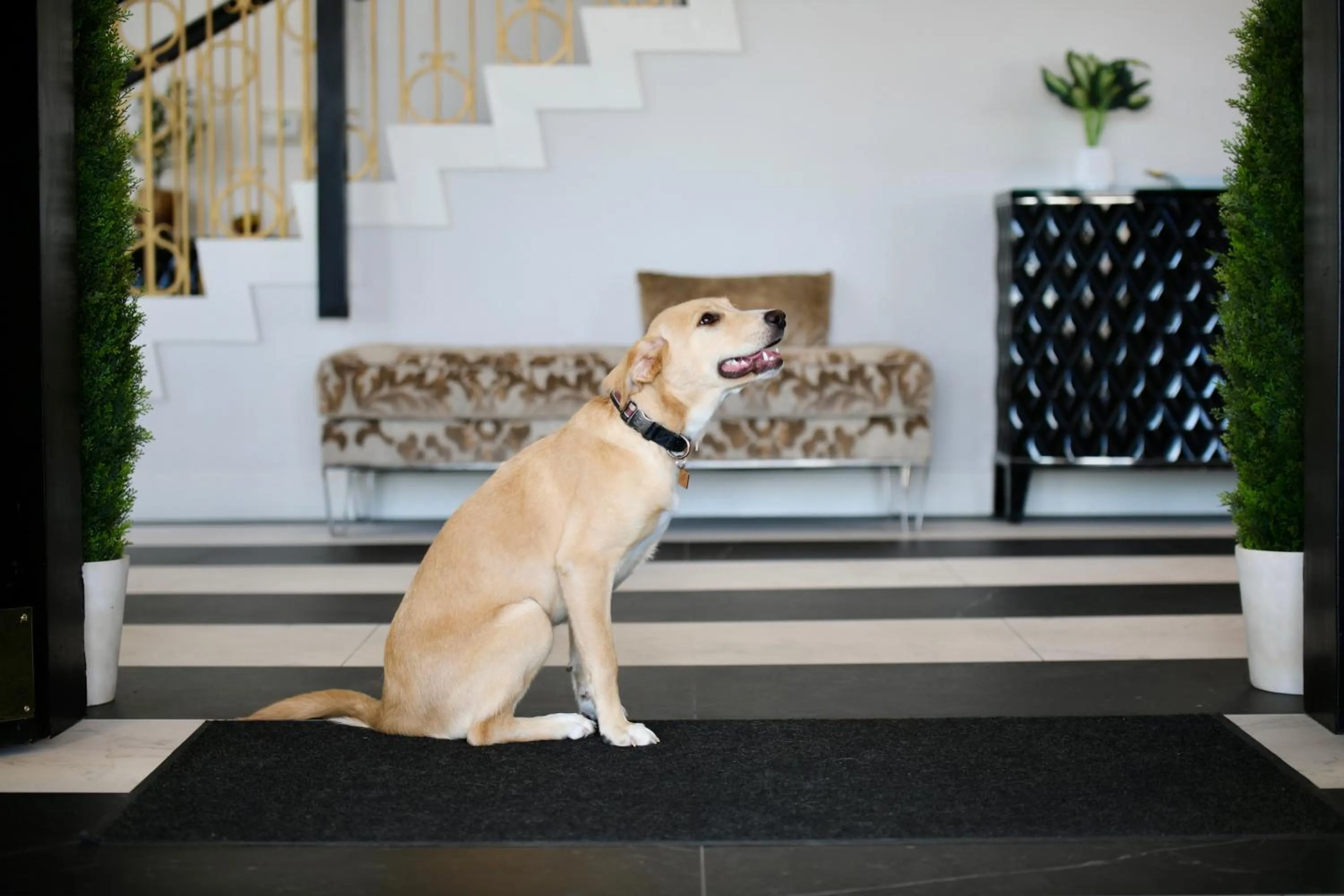 pet friendly in Elkotel