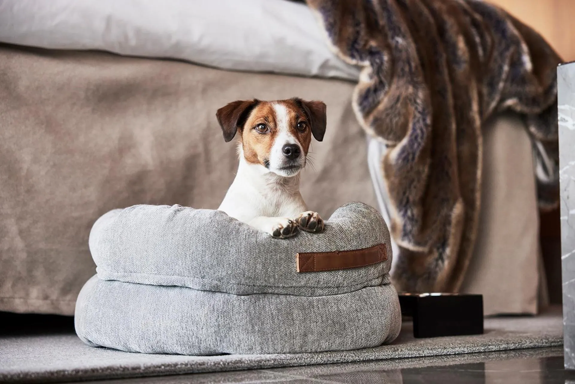 Pets in Hotel Riverton