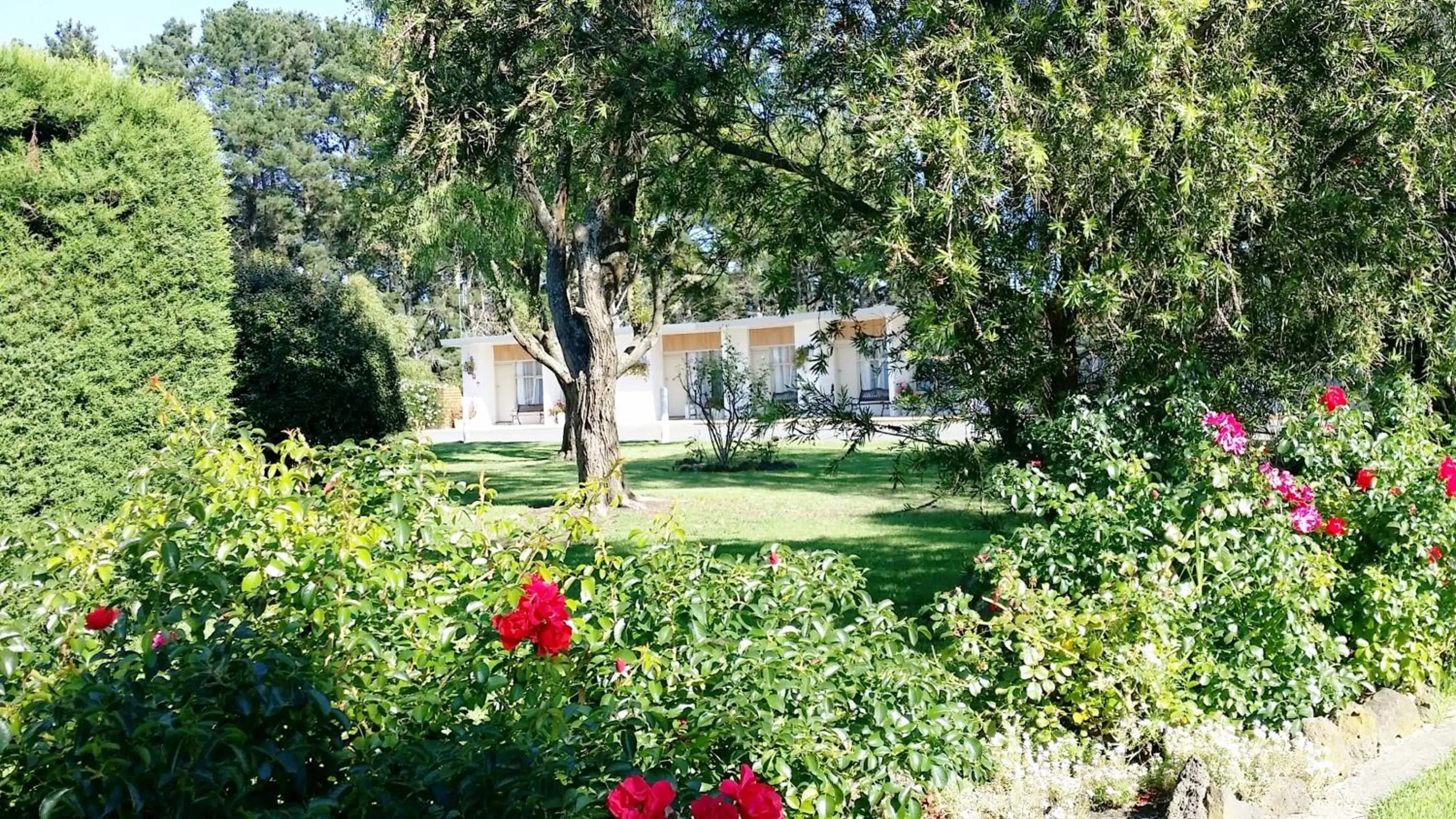 Spring in The Terang Motor Inn