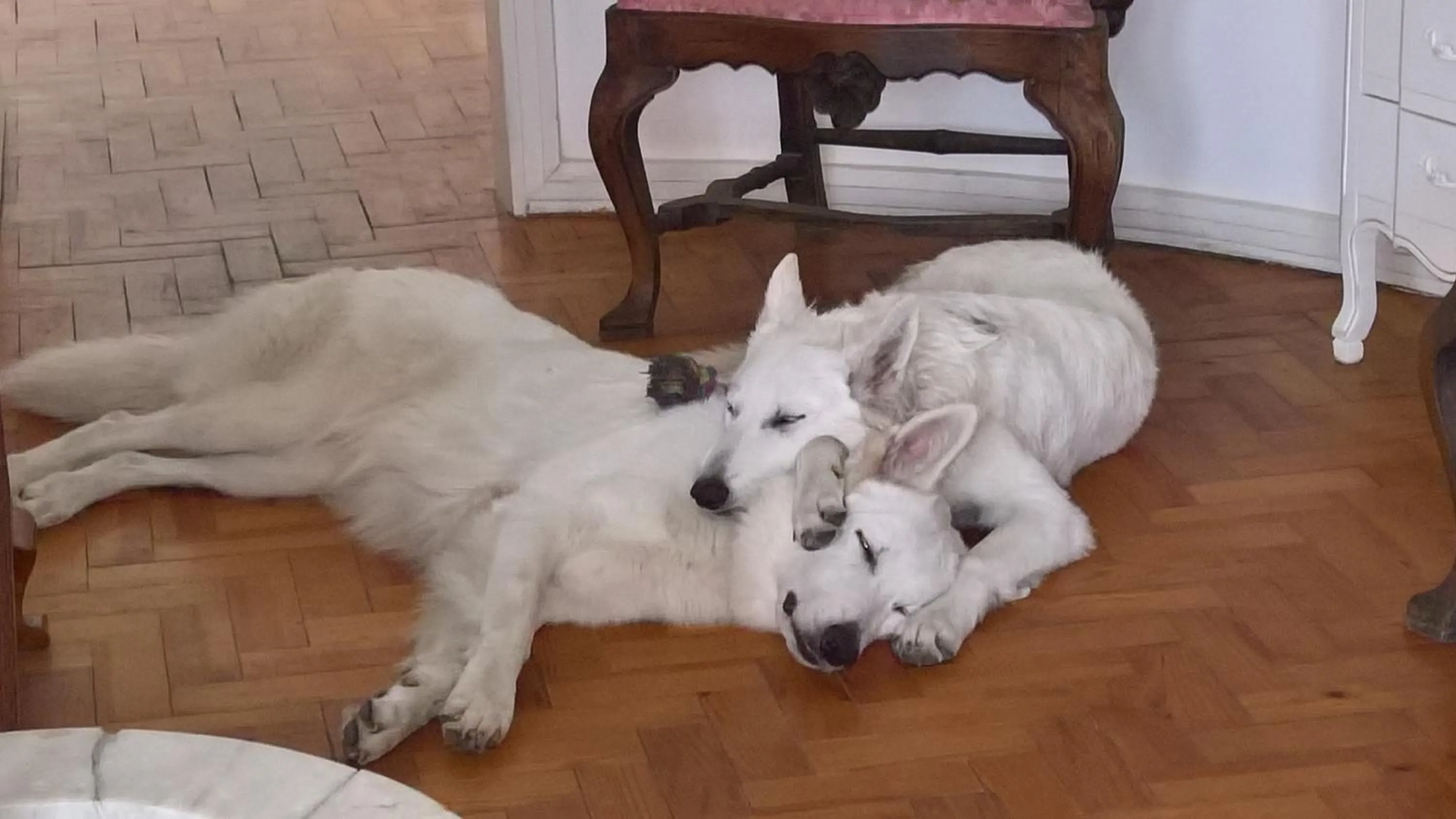 Pets in Estalagem da Liberdade