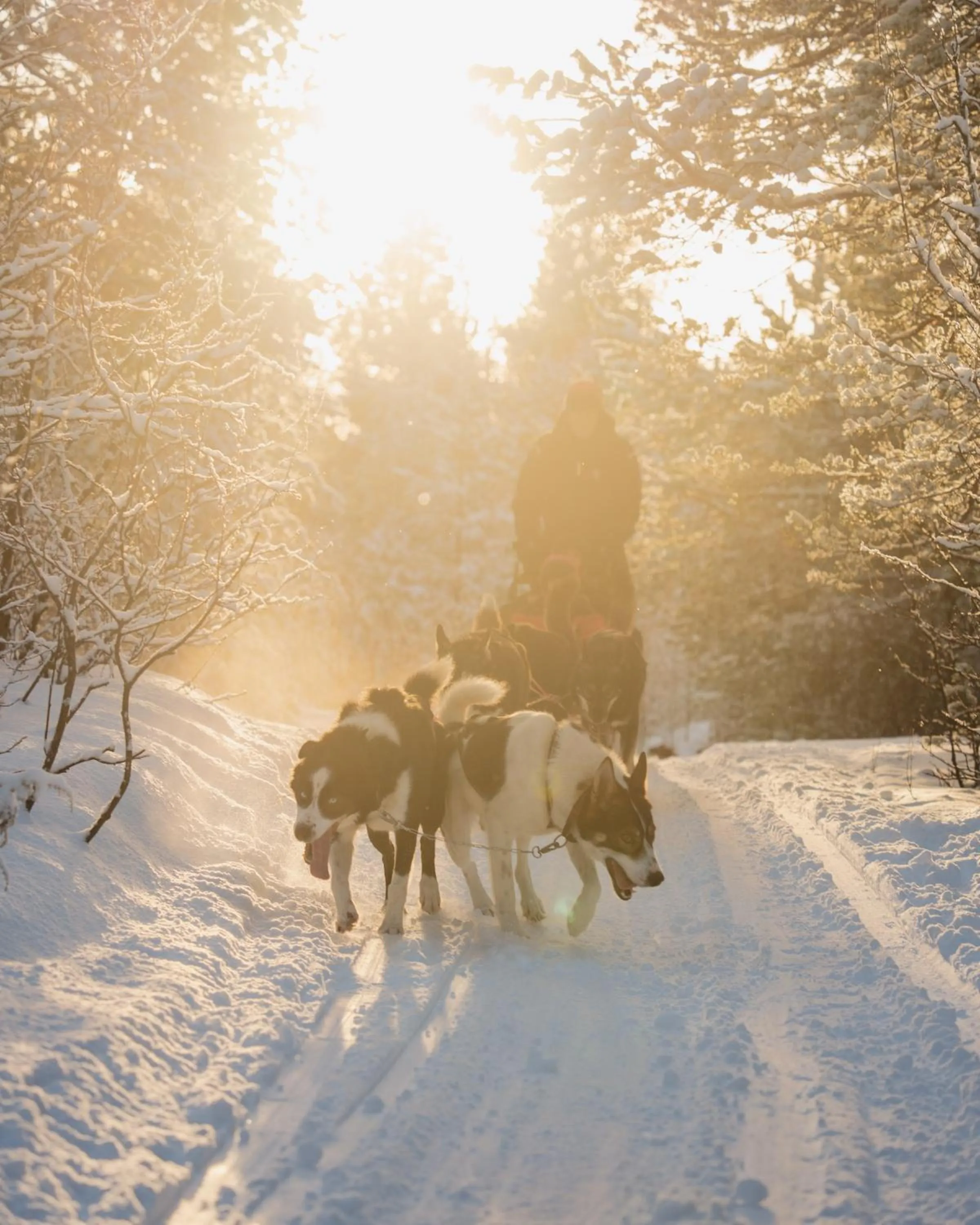 Activities in Holmen Husky Lodge