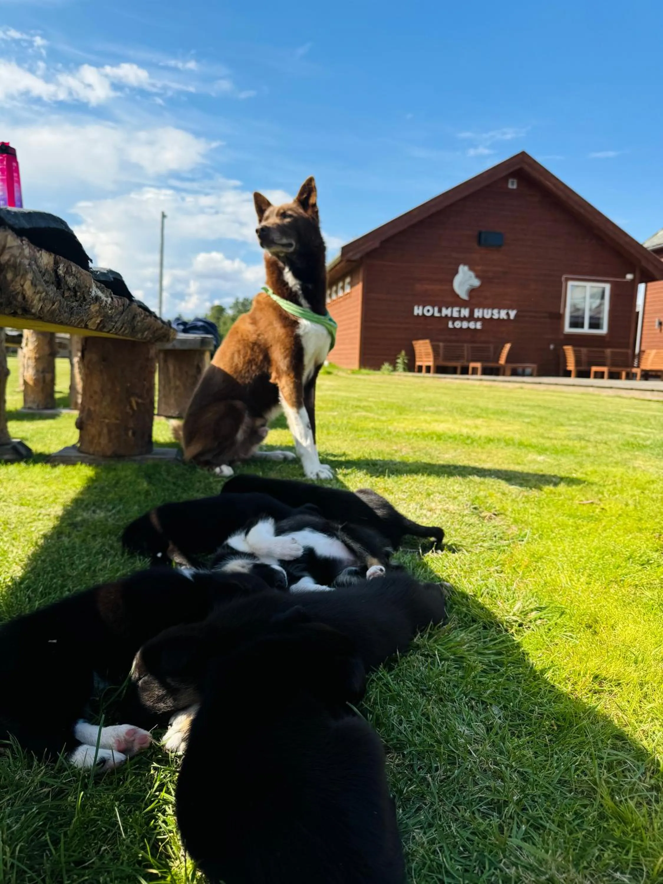 Other in Holmen Husky Lodge