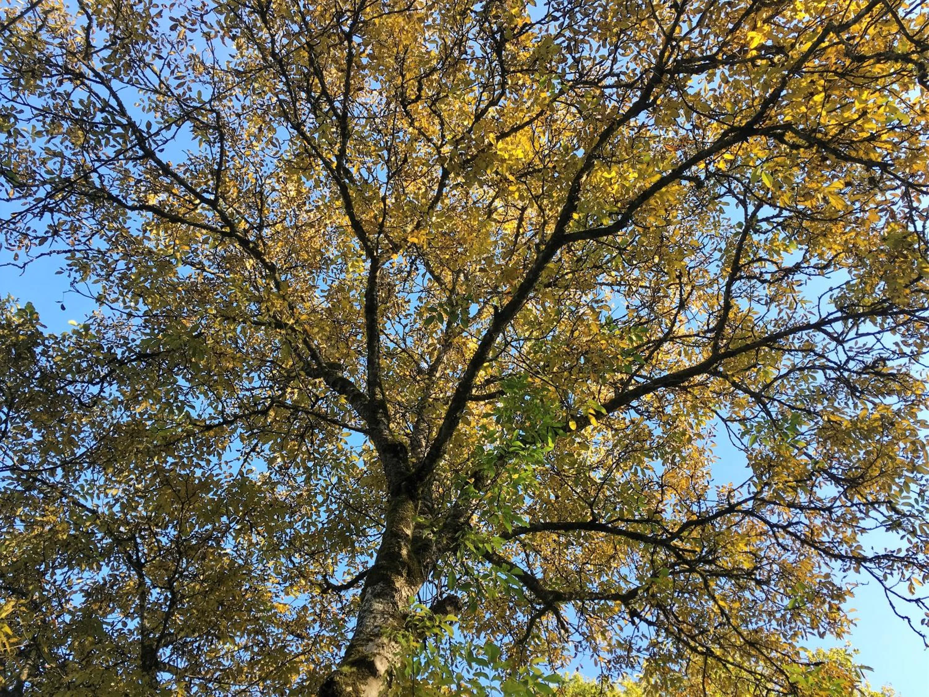 Garden in Moulin de la Fayolle