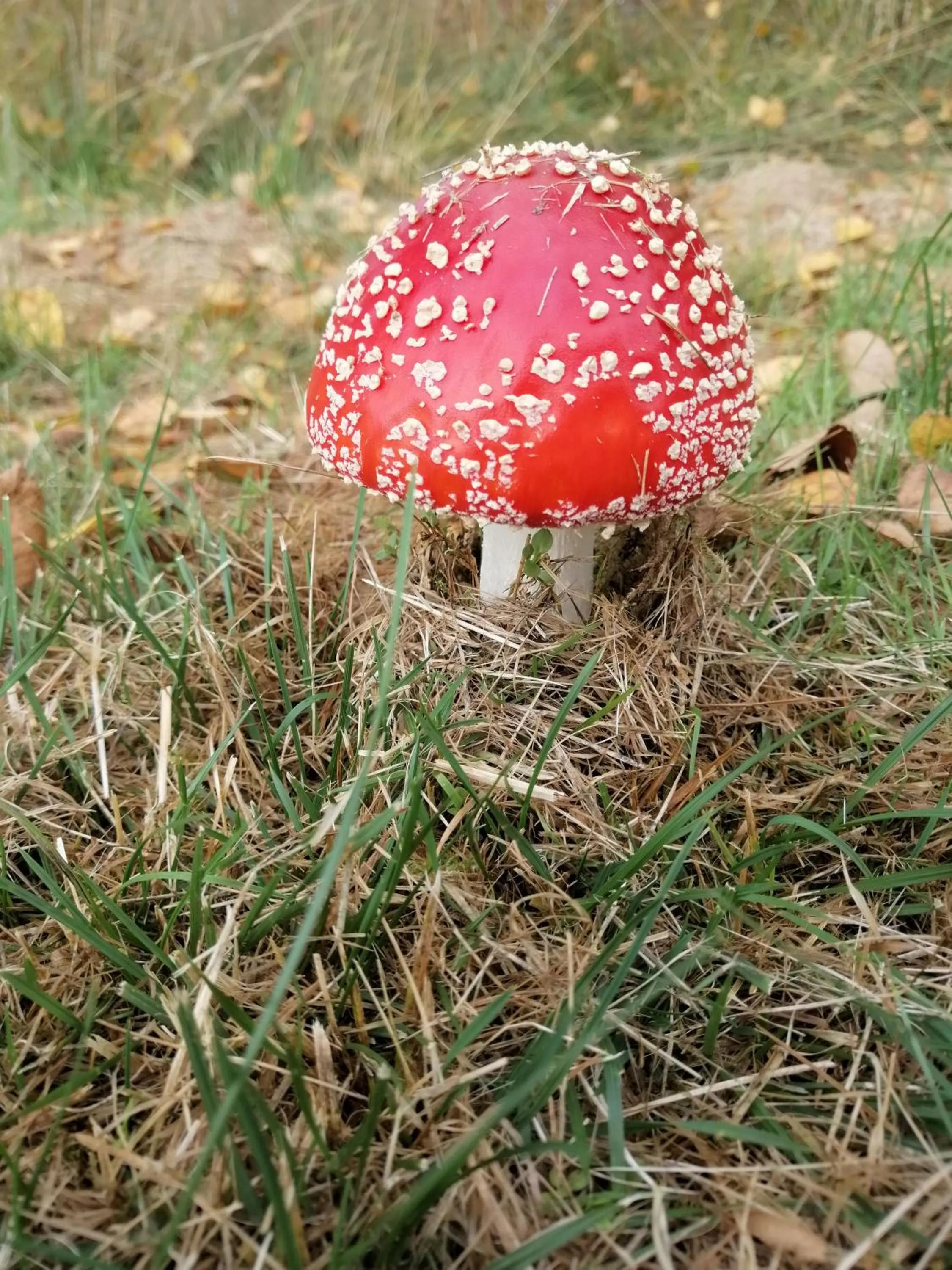 Animals in Lugnet Malung Hotell