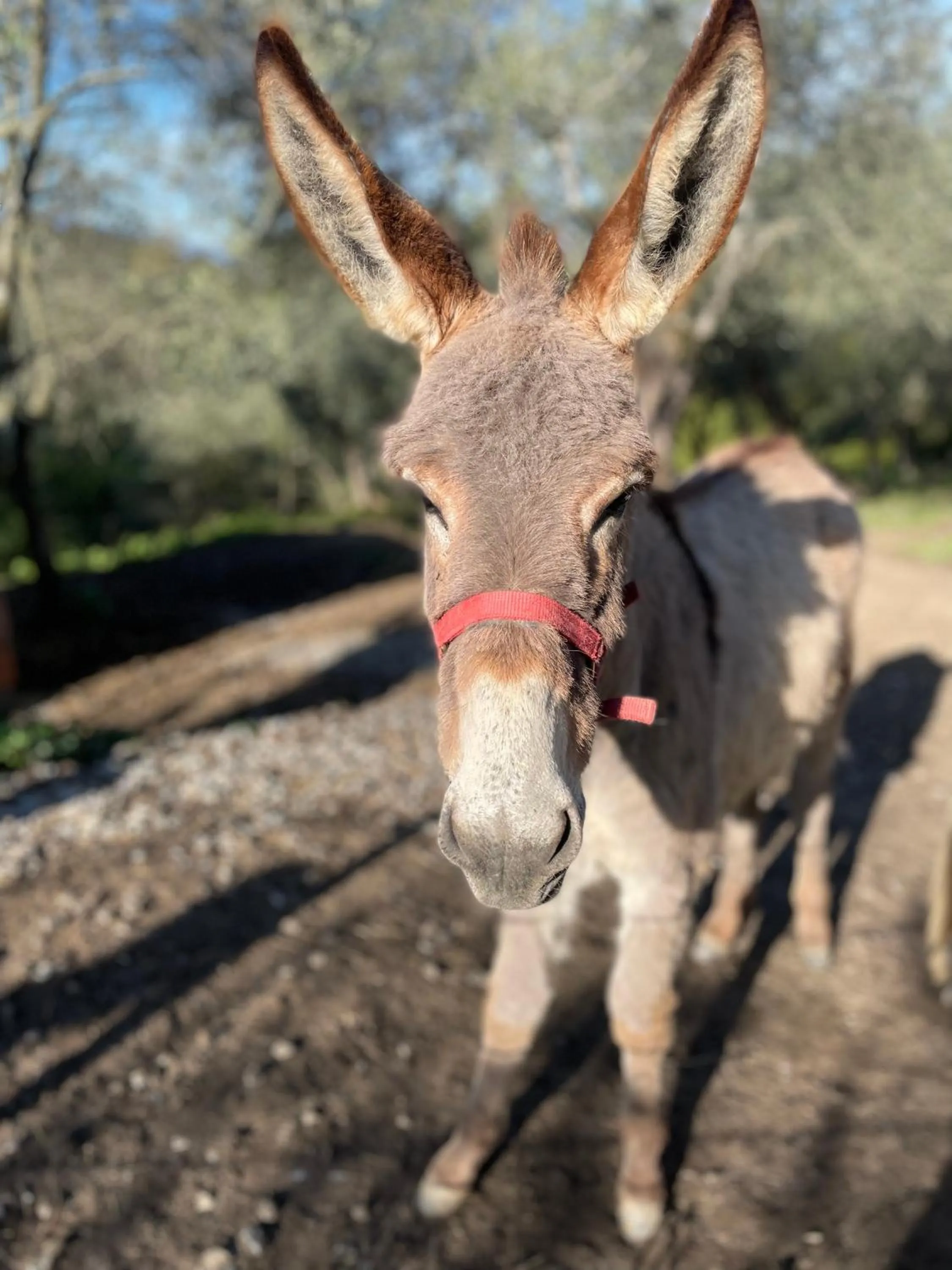 Animals in B&B Alloro