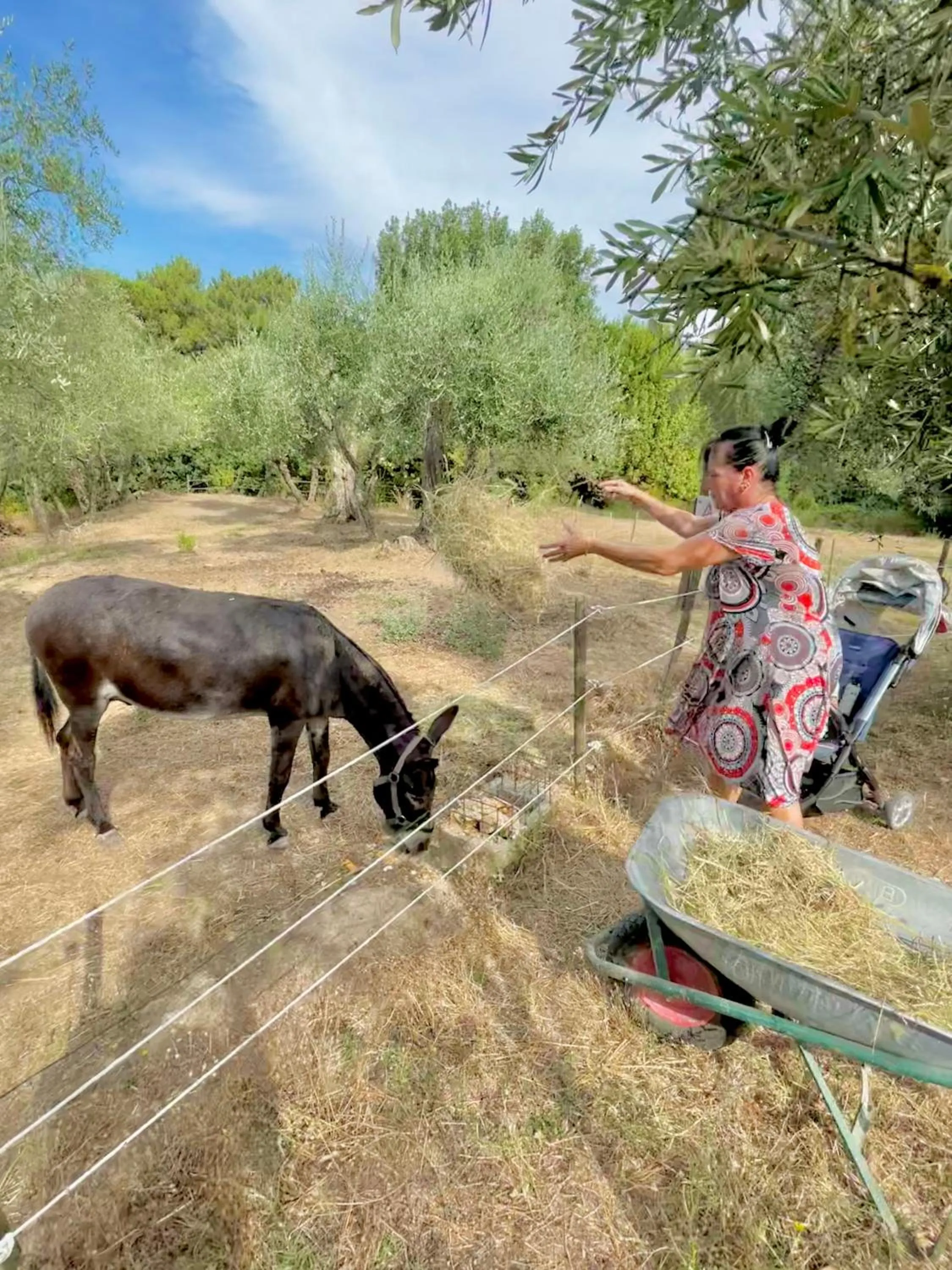 Animals in B&B Alloro