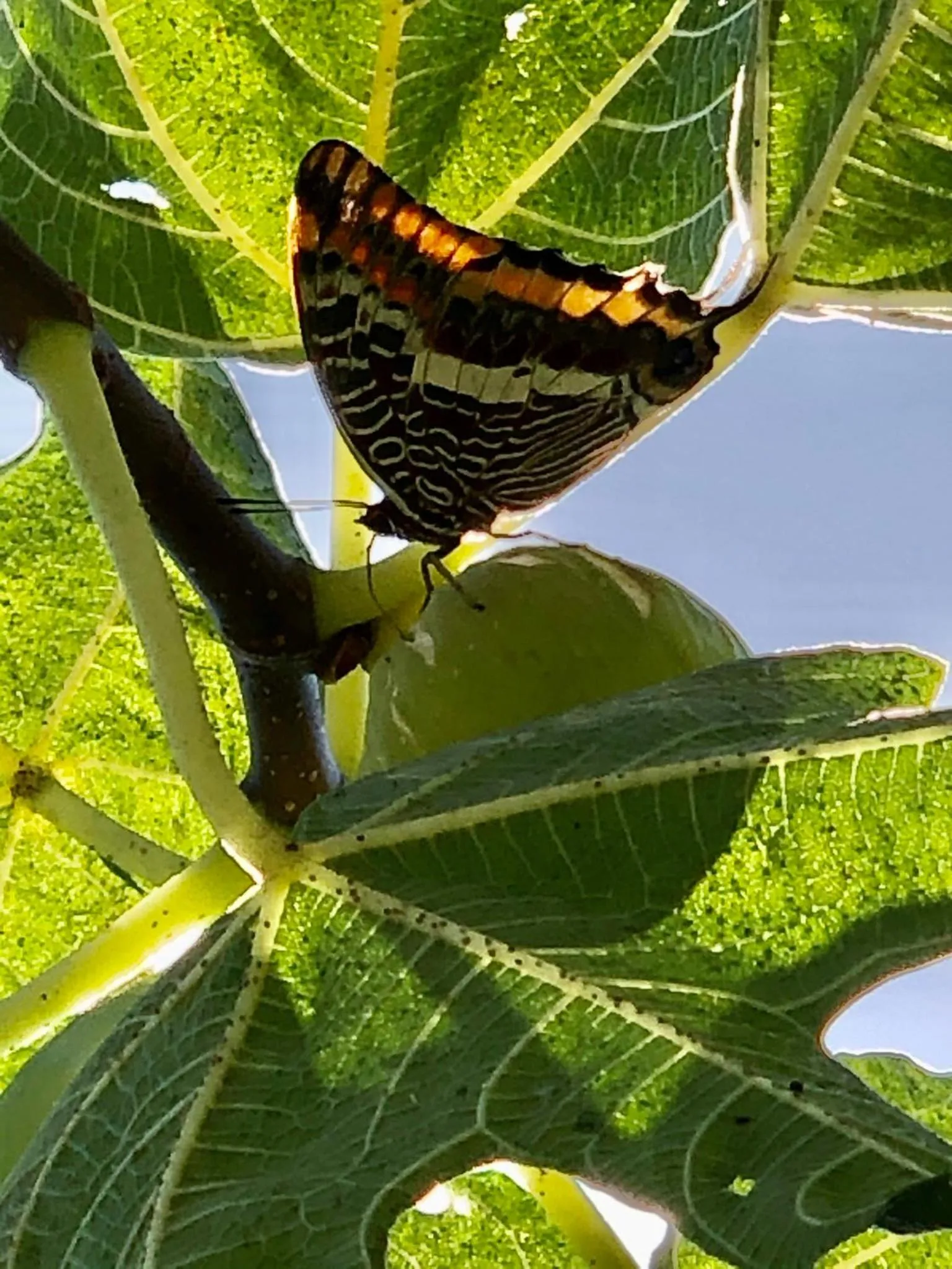 Animals in B&B Alloro