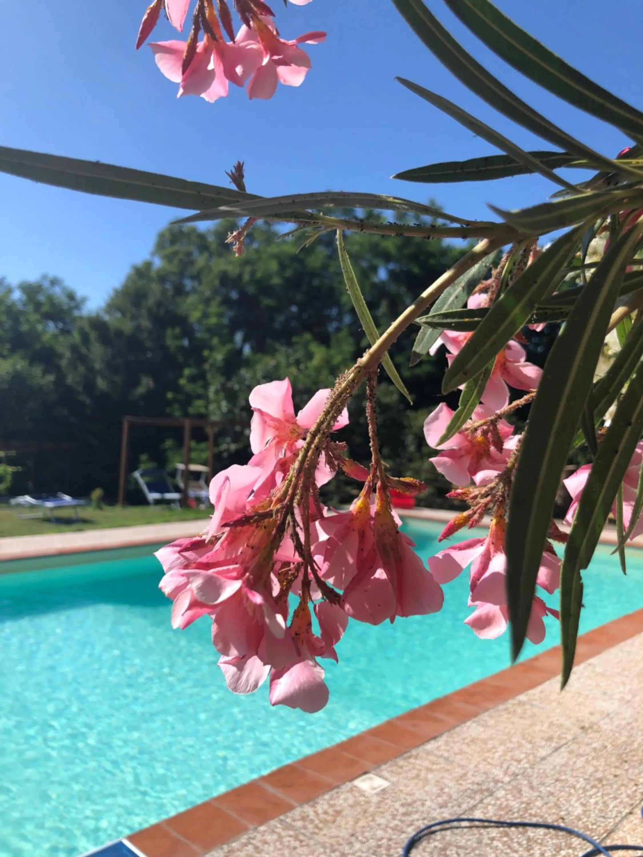 Swimming pool in B&B Alloro