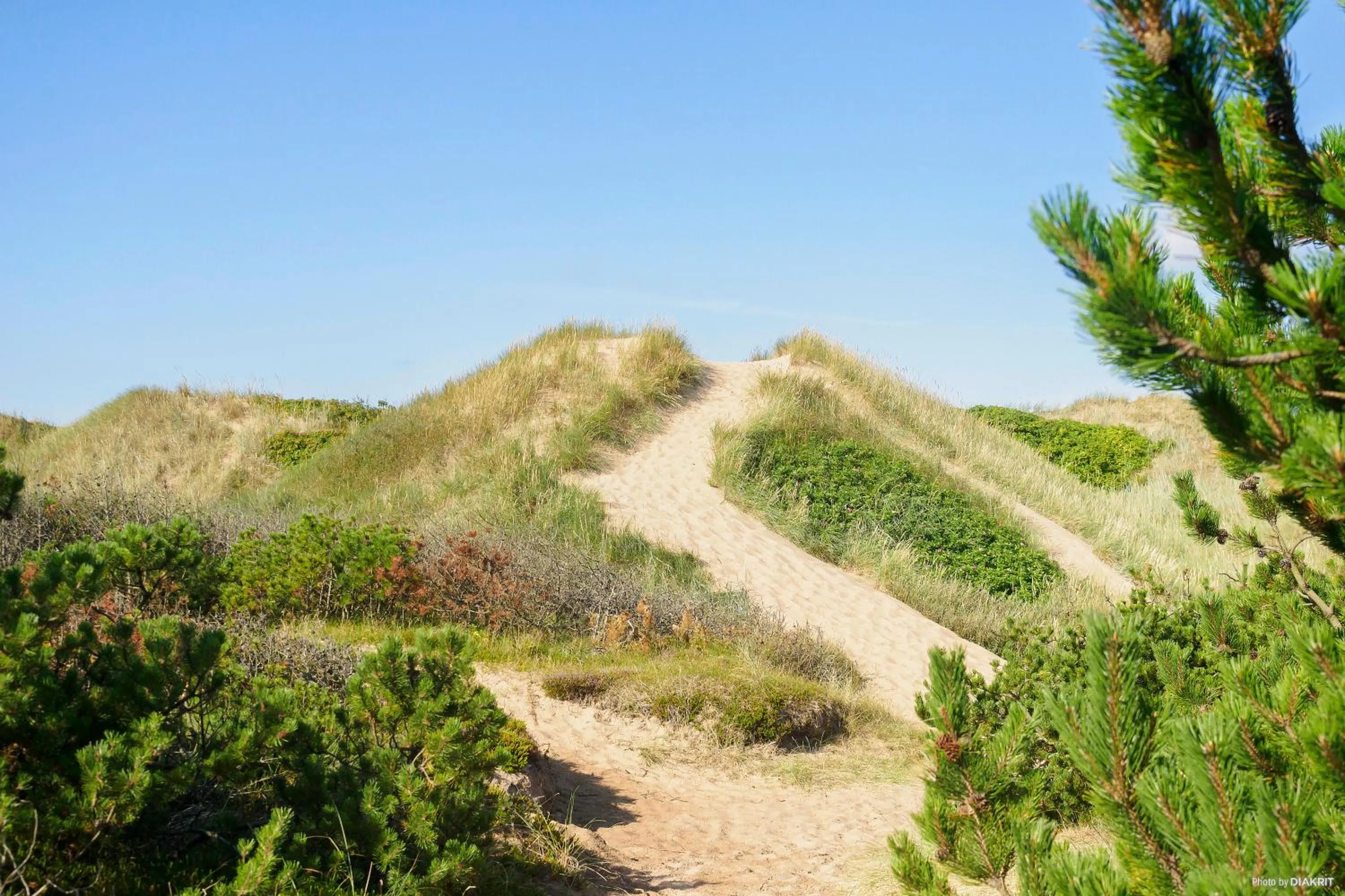 Natural landscape in First Camp Tylösand-Halmstad