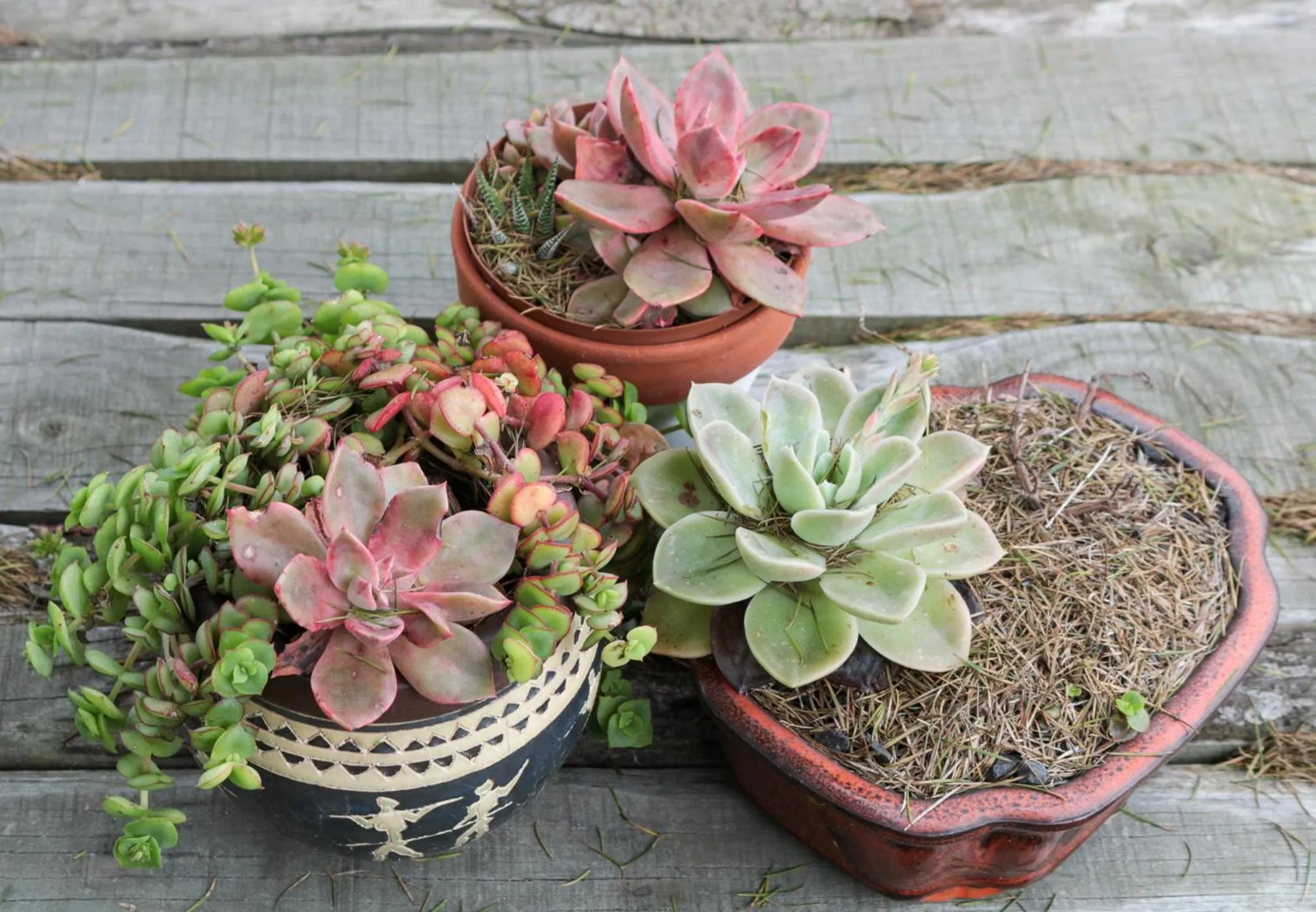 Garden in The House of Braganza