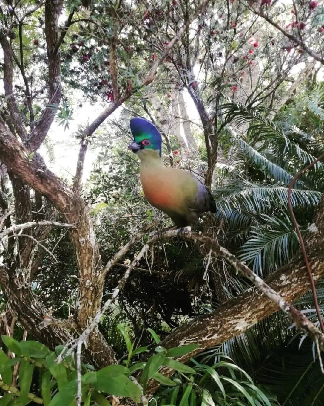 Bird's eye view in Idle & Wild Chalet